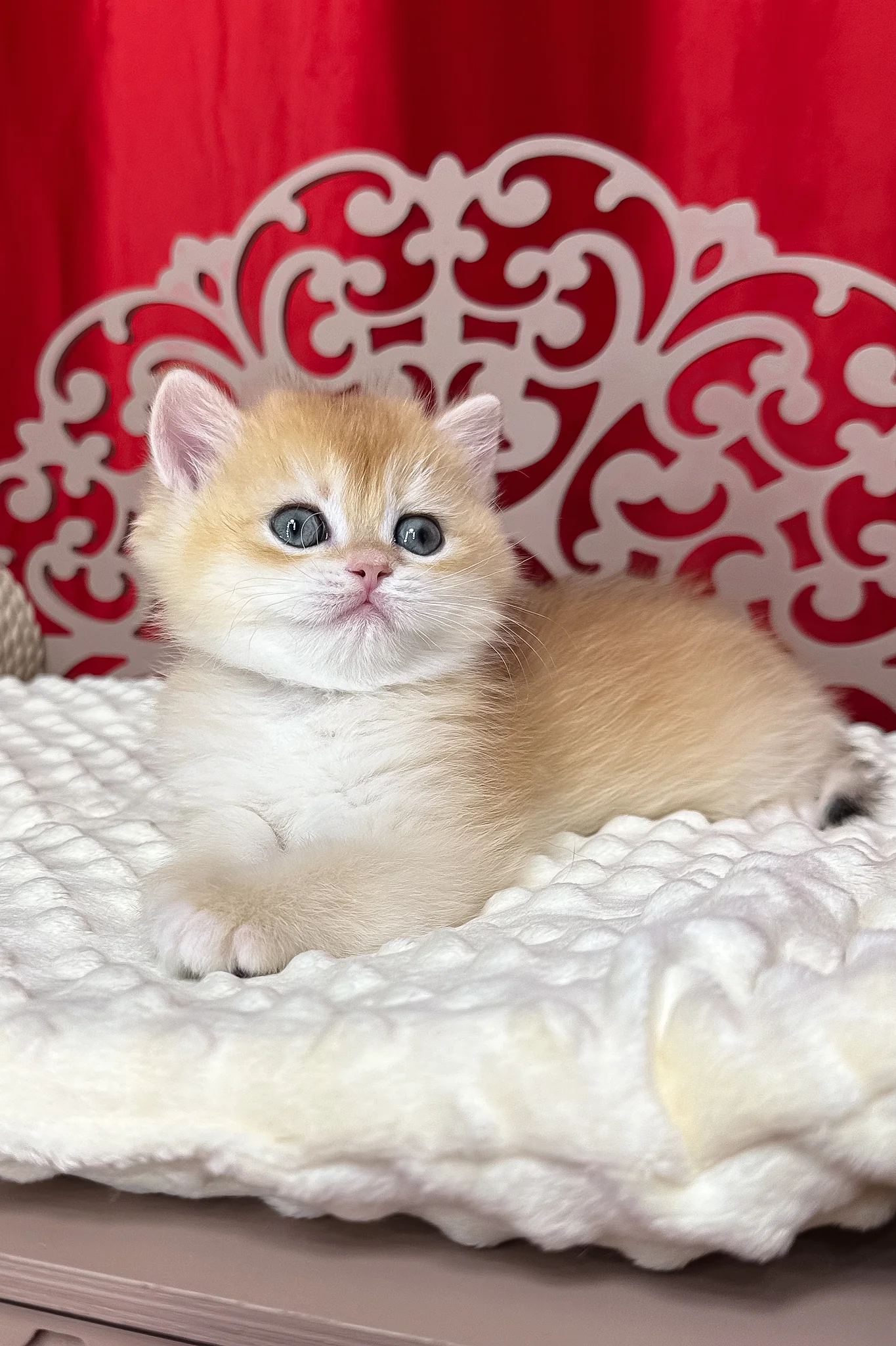 Dilan | British Shorthair Kitten - Image 4