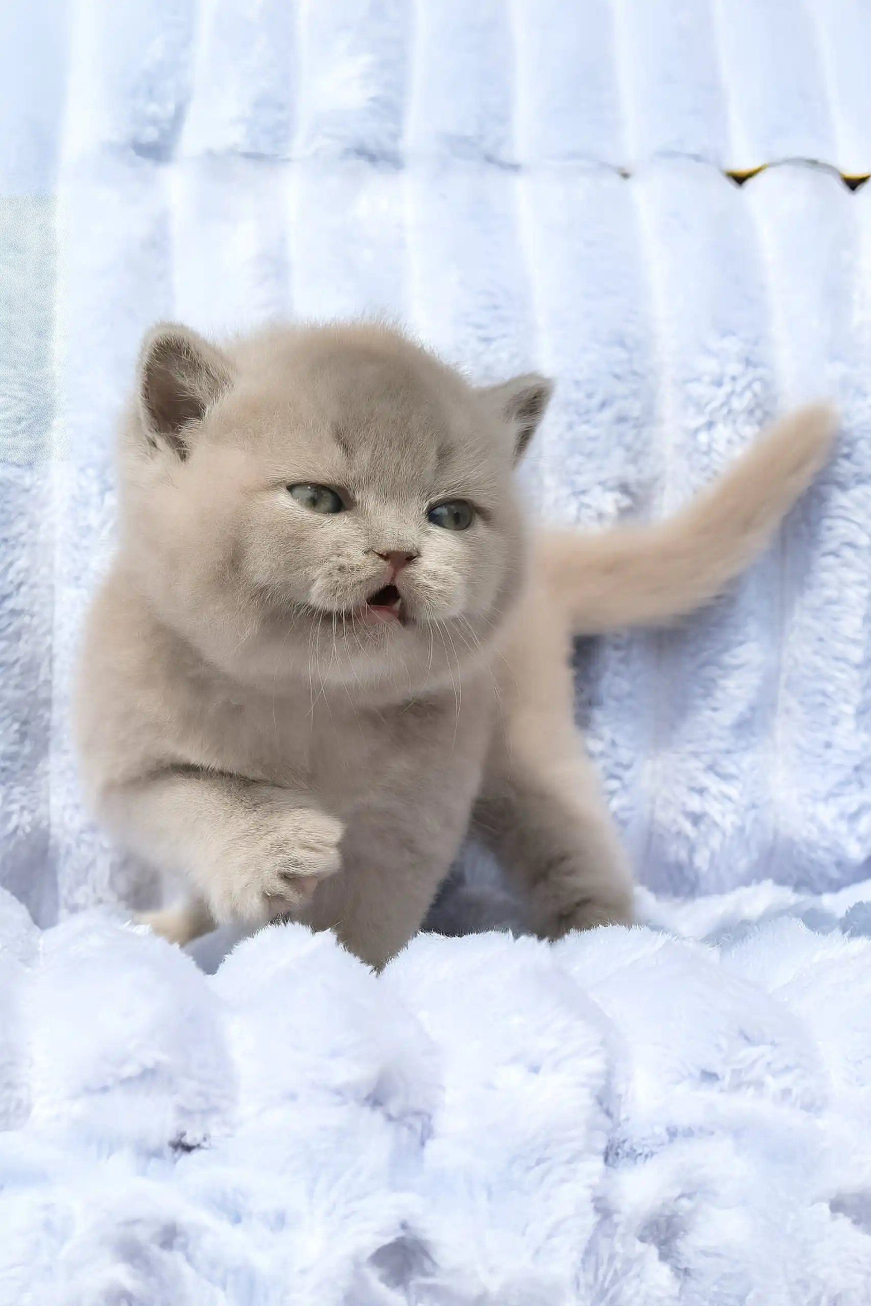 Djem | British Shorthair Kitten