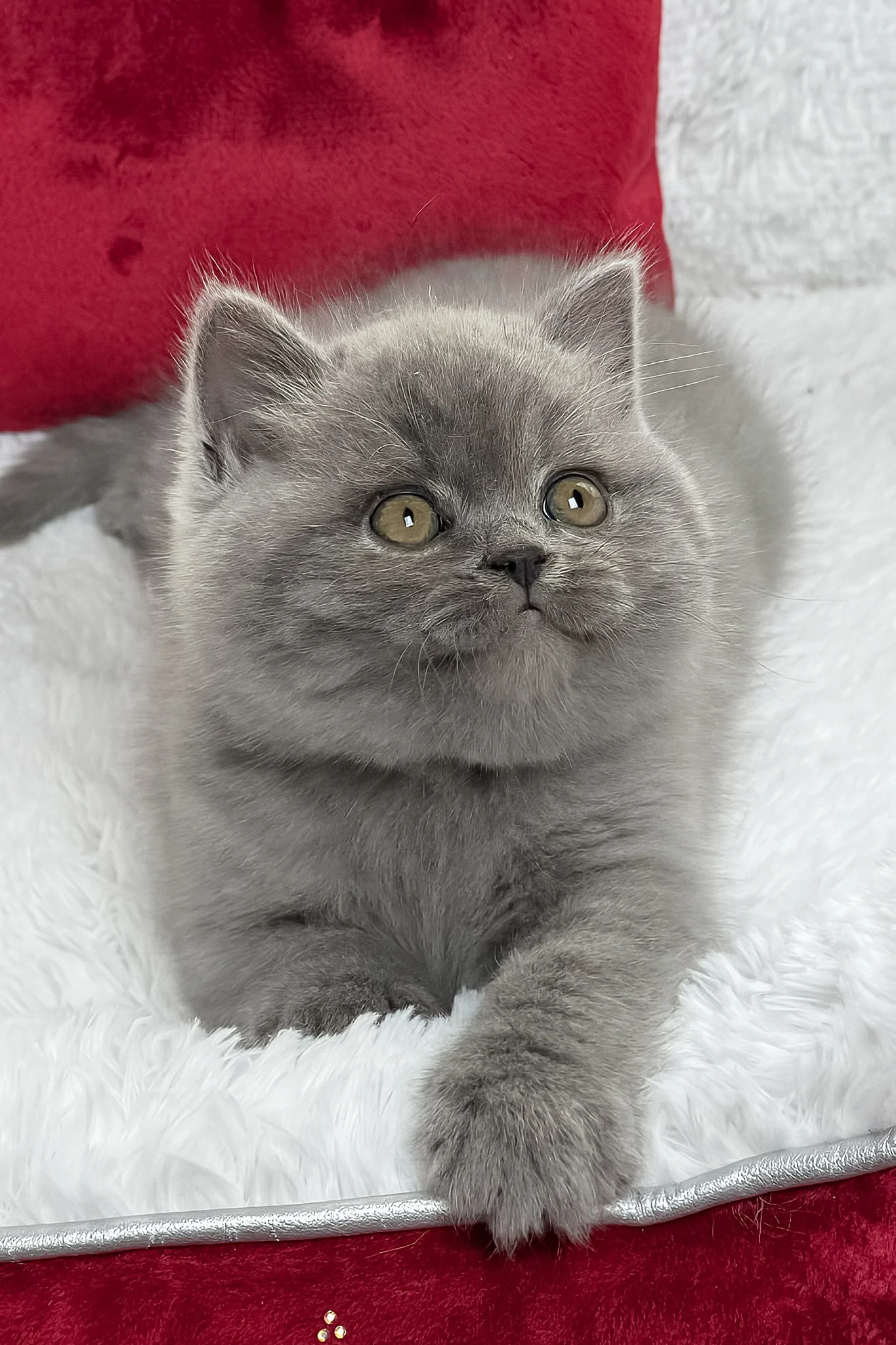 Duke | British Shorthair Kitten - Image 4
