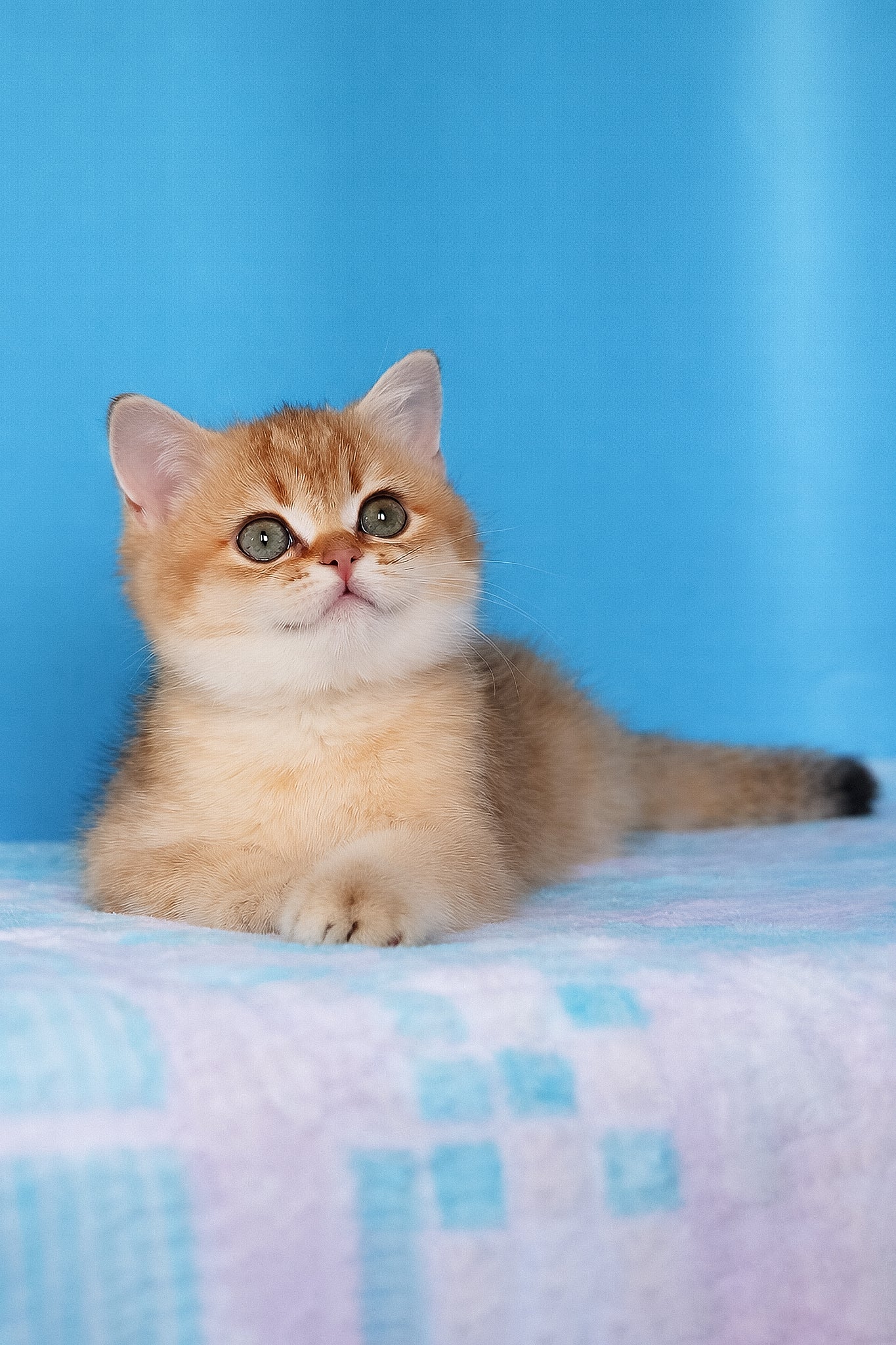 Emer | British Shorthair Kitten - Image 9