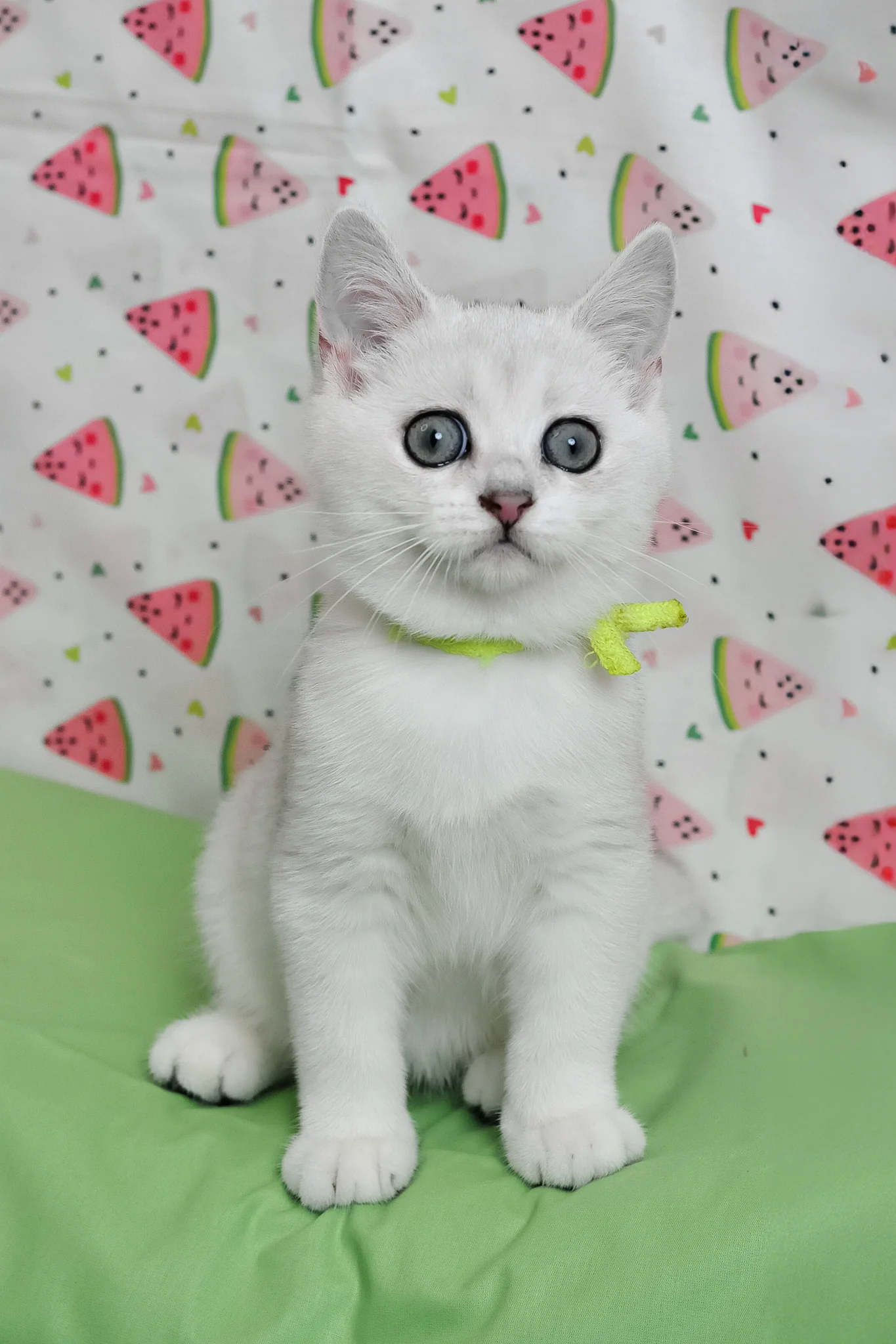 Emic | British Shorthair Kitten - Image 10