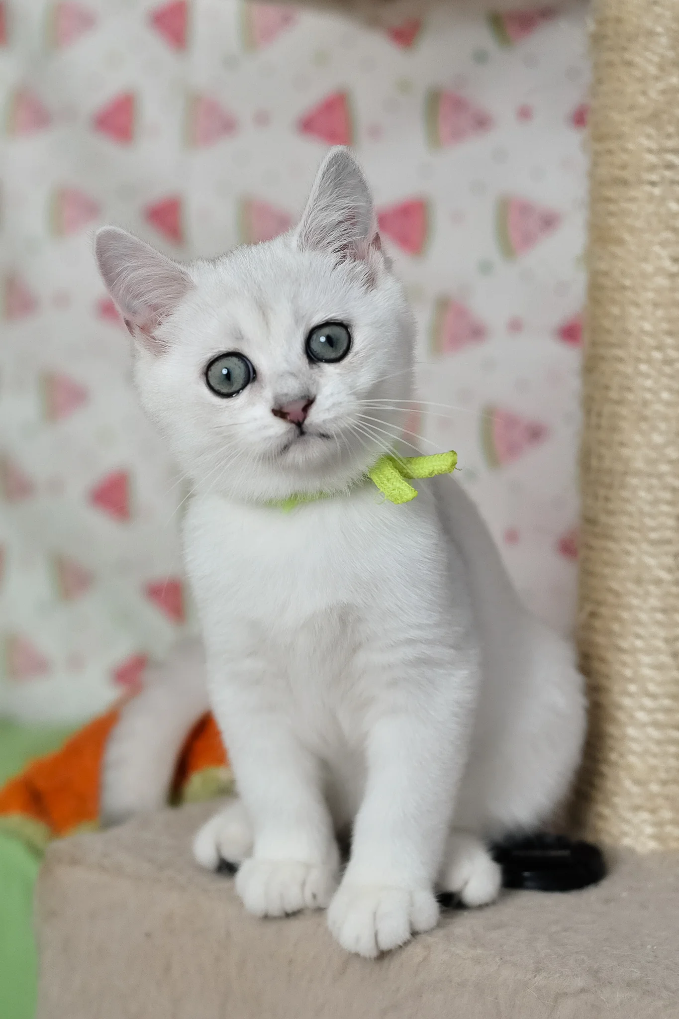 Emic | British Shorthair Kitten - Image 5