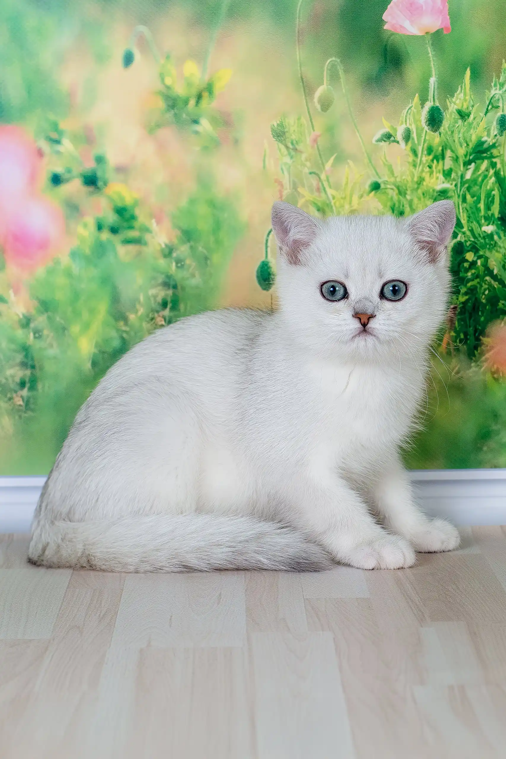 Emir | British Shorthair Kitten - Image 8