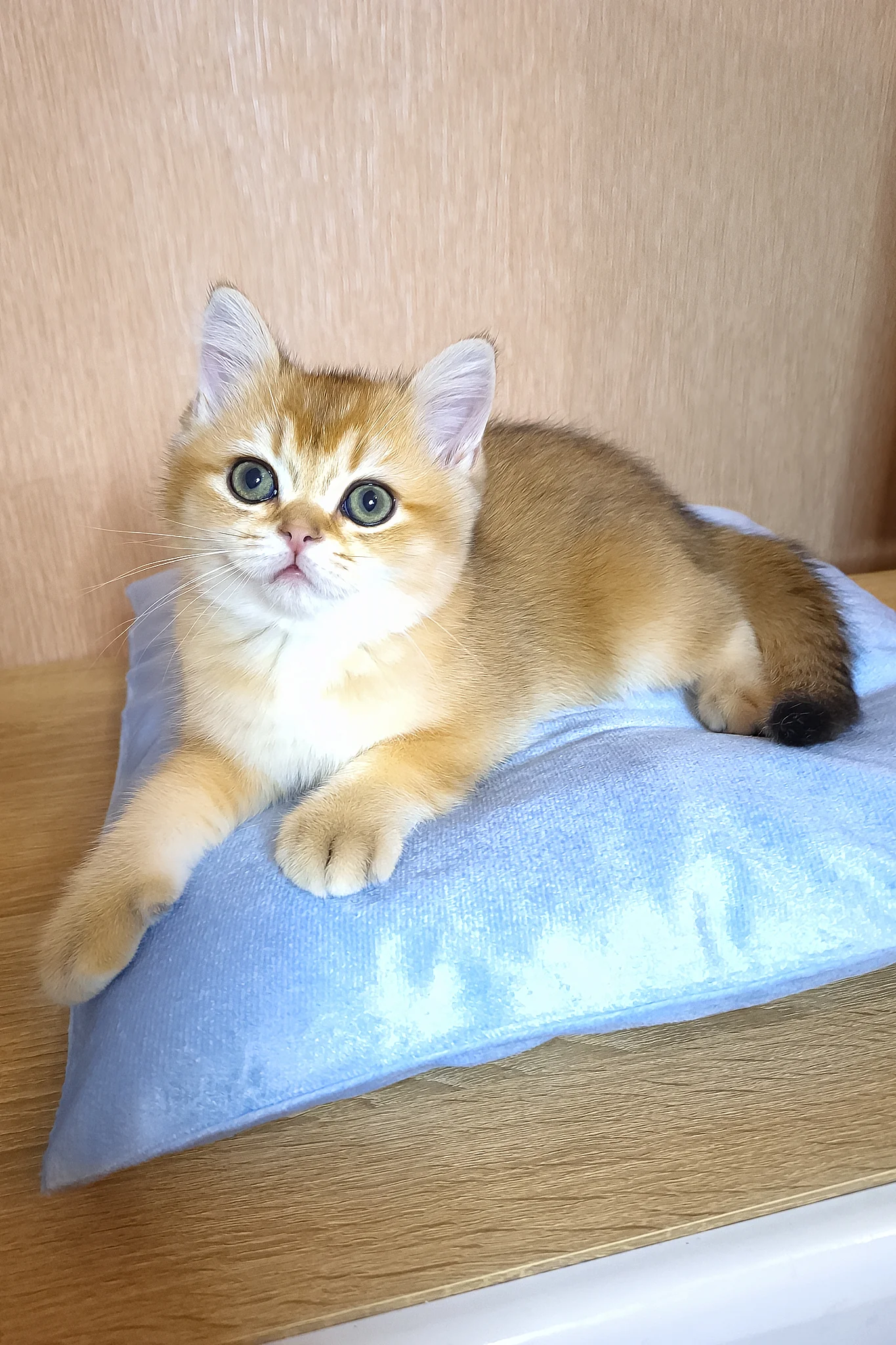 Estee | British Shorthair Kitten - Image 5