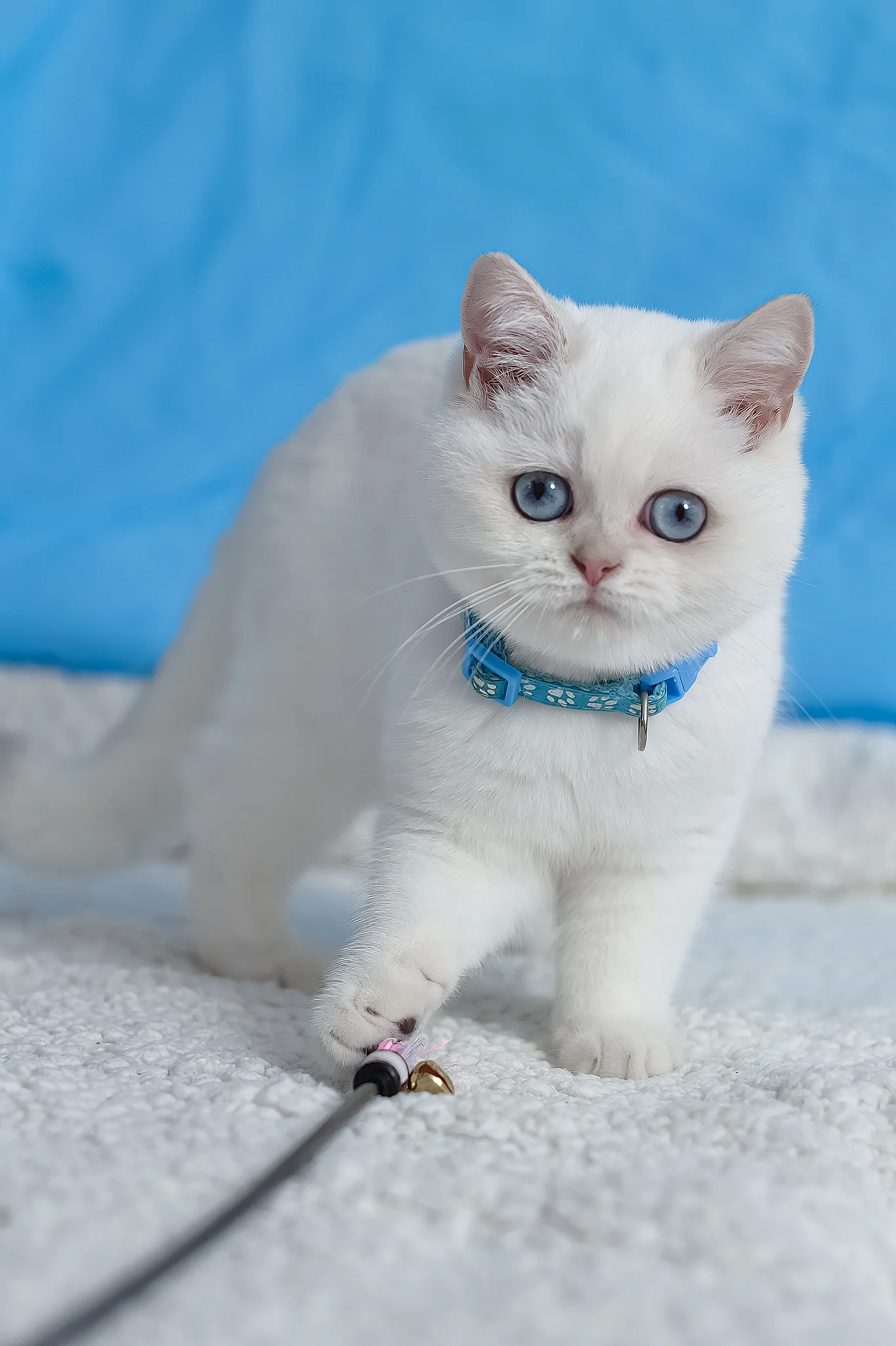 Gucci | British Shorthair Kitten - Image 6