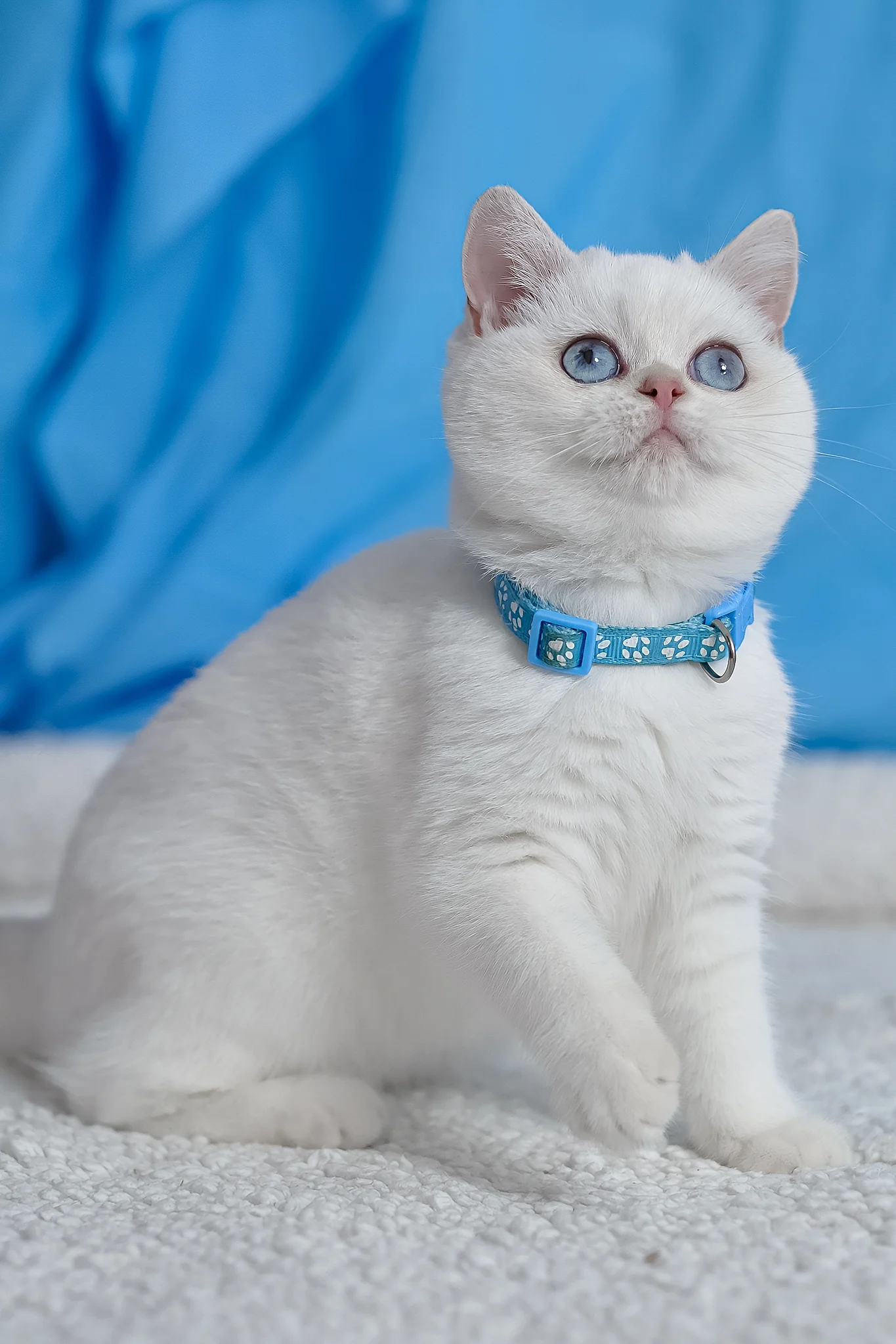 Gucci | British Shorthair Kitten - Image 7