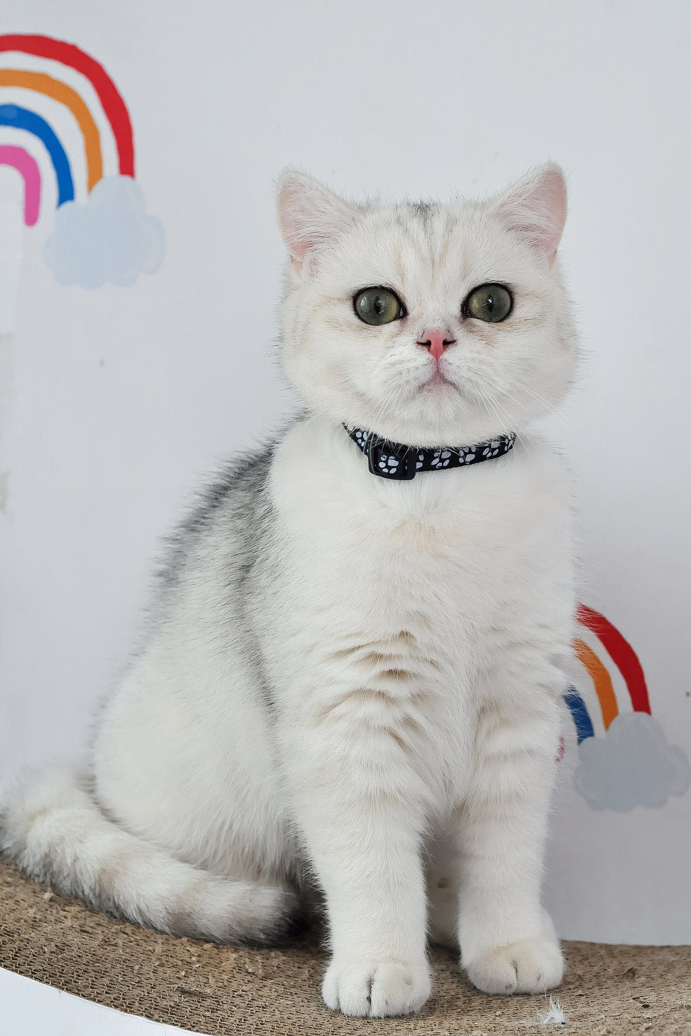 Hennessy | British Shorthair Kitten - Image 17