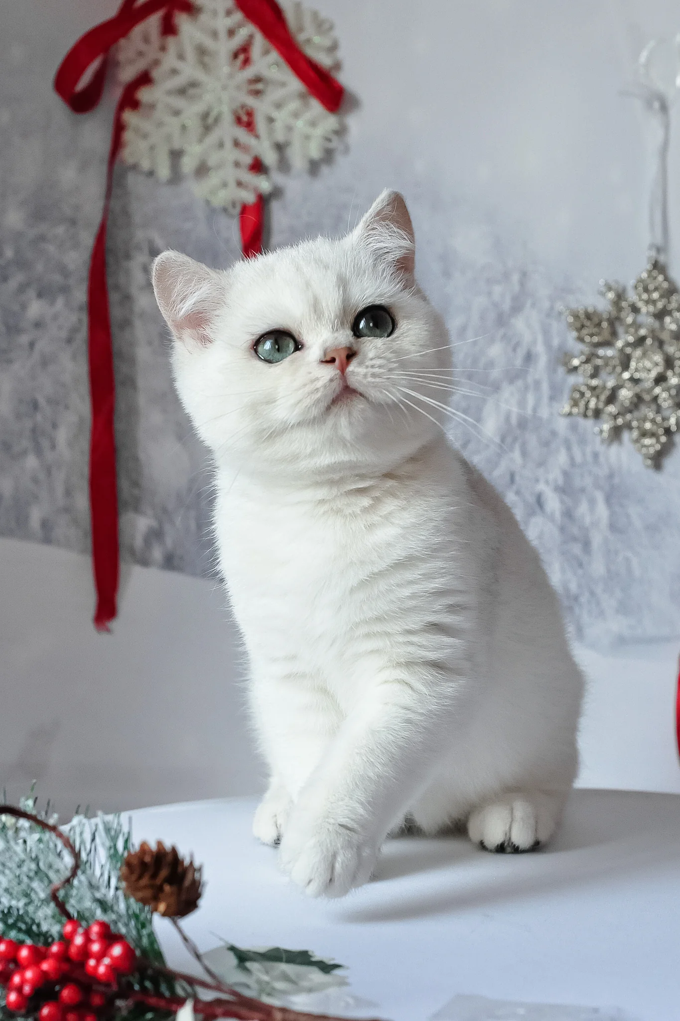 Hugo | British Shorthair Kitten - Image 5