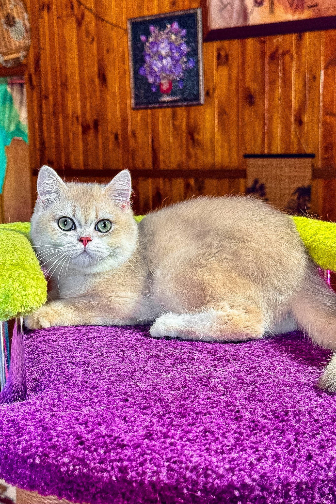 Indigo | British Shorthair Kitten - Image 3