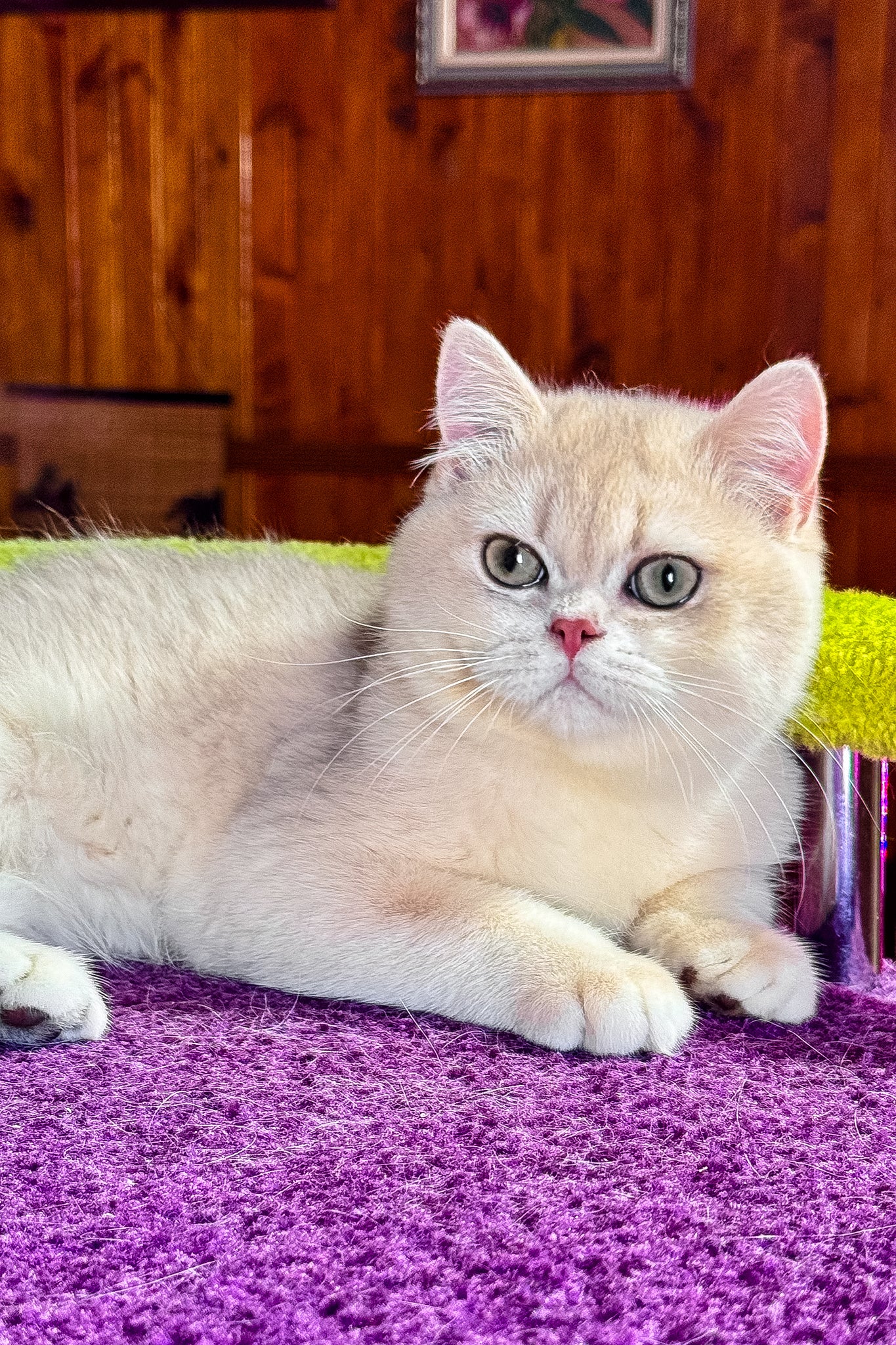 Indigo | British Shorthair Kitten - Image 4