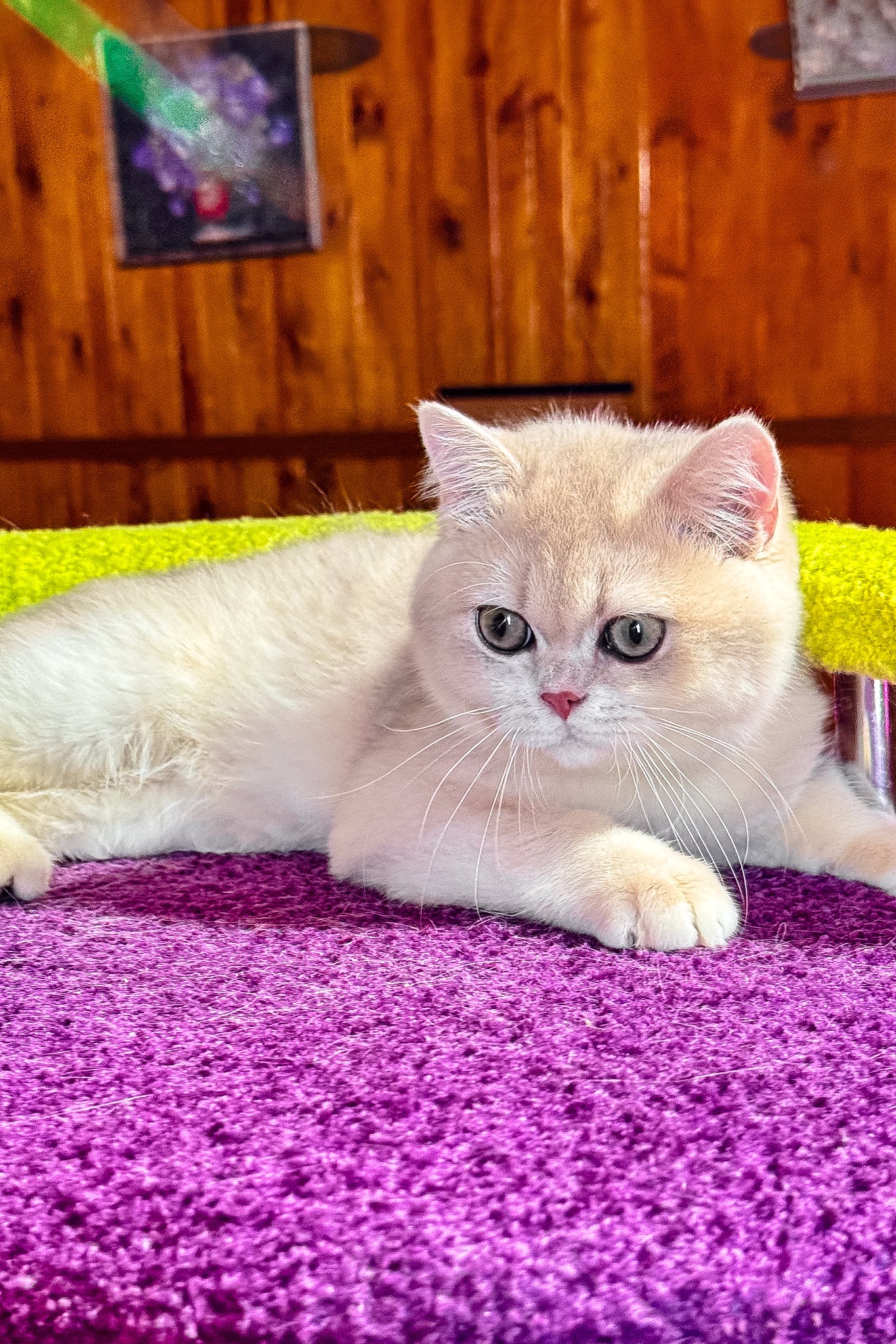 Indigo | British Shorthair Kitten - Image 7