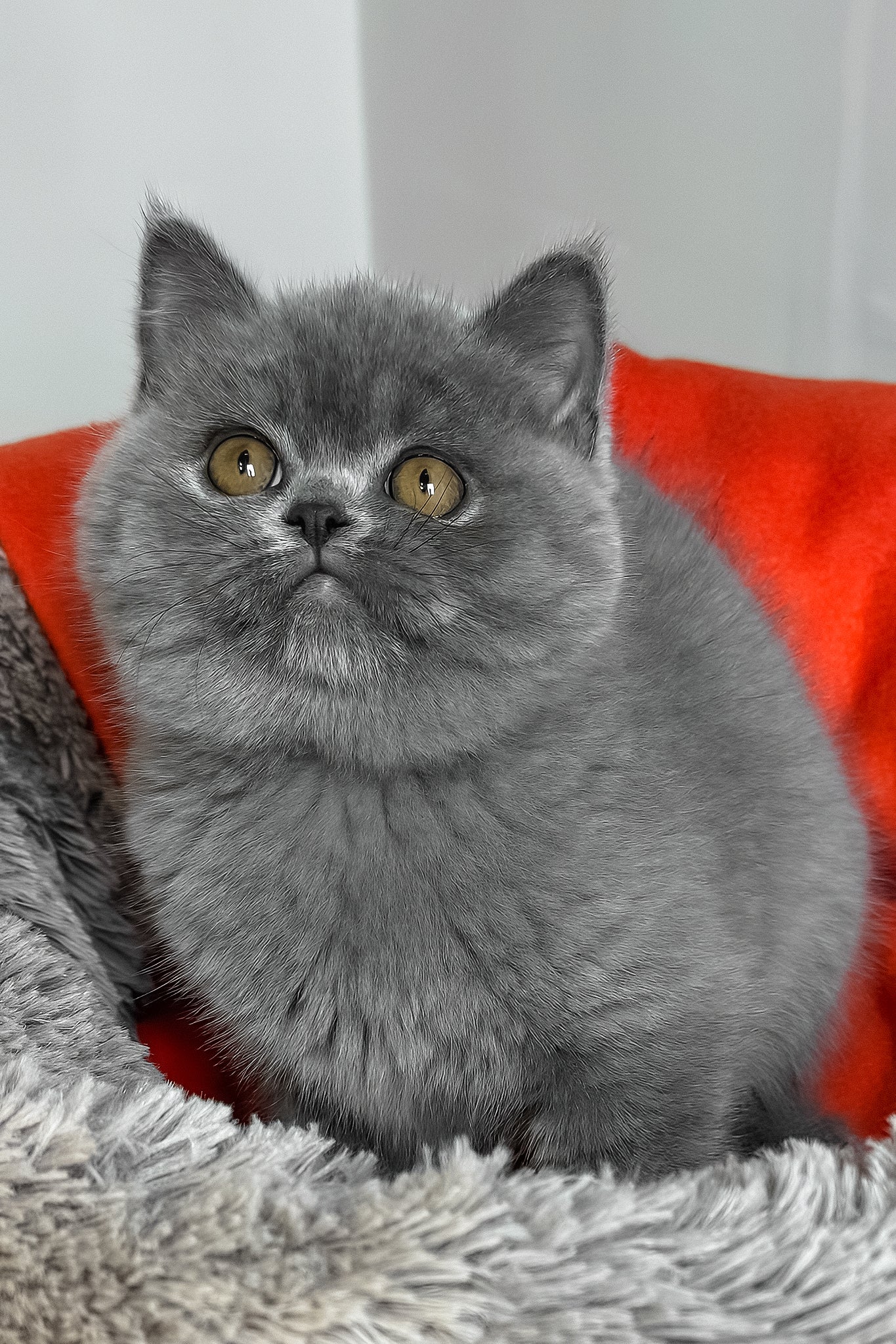 Ivengo | British Shorthair Kitten - Image 4
