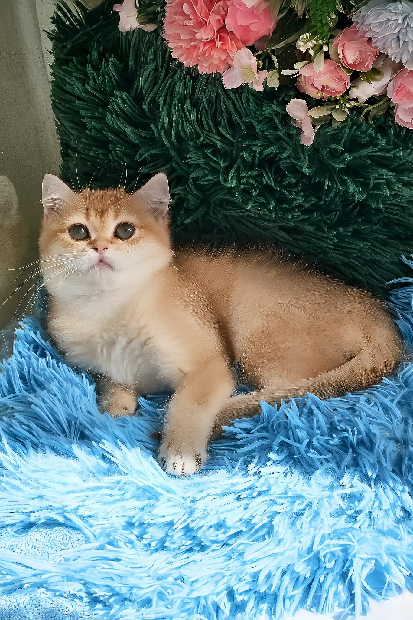 Joss | British Shorthair Kitten - Image 3