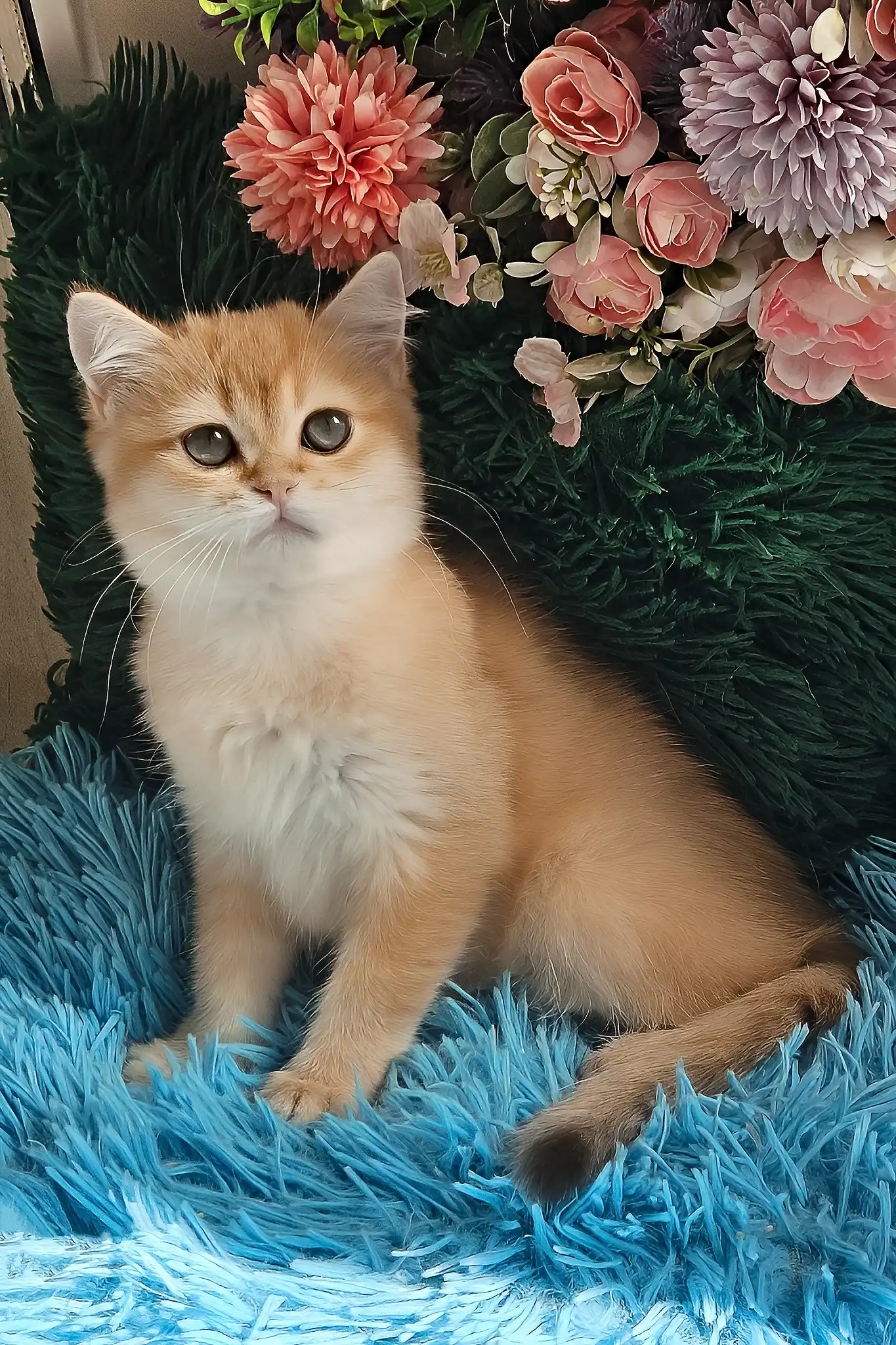 Joss | British Shorthair Kitten - Image 5