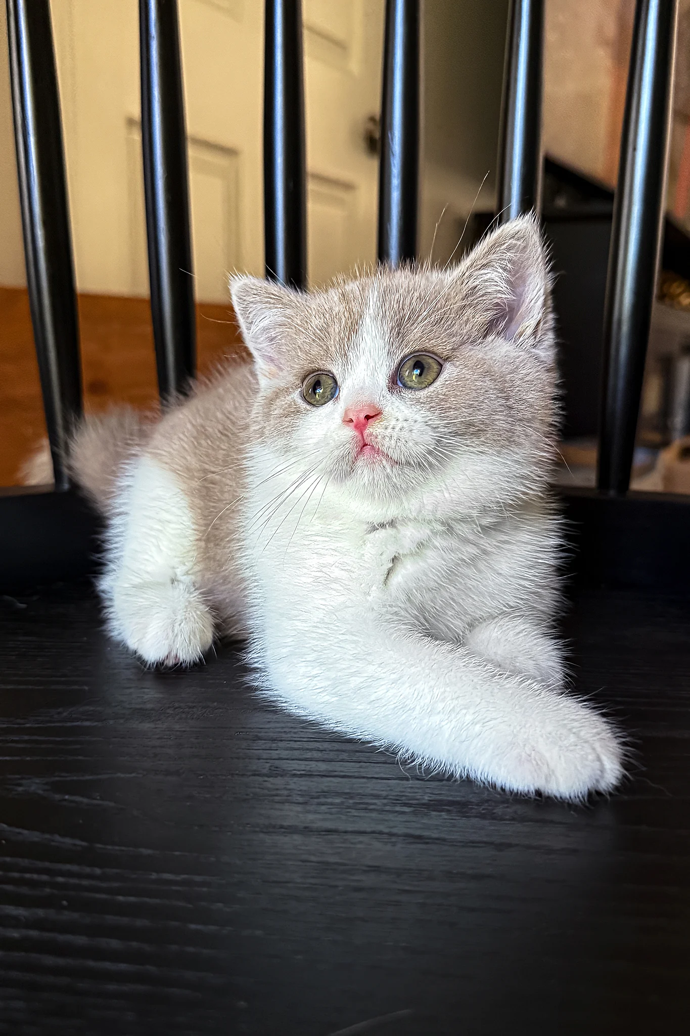 Jupiter | British Shorthair Kitten - Image 3