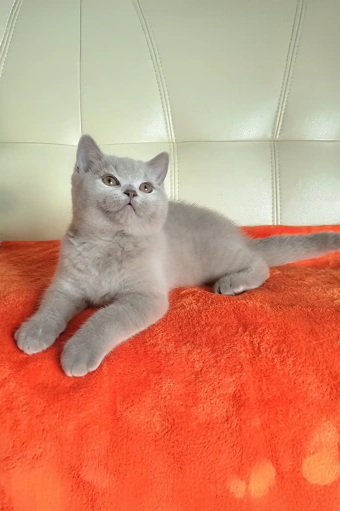Keks | British Shorthair Kitten - Image 5