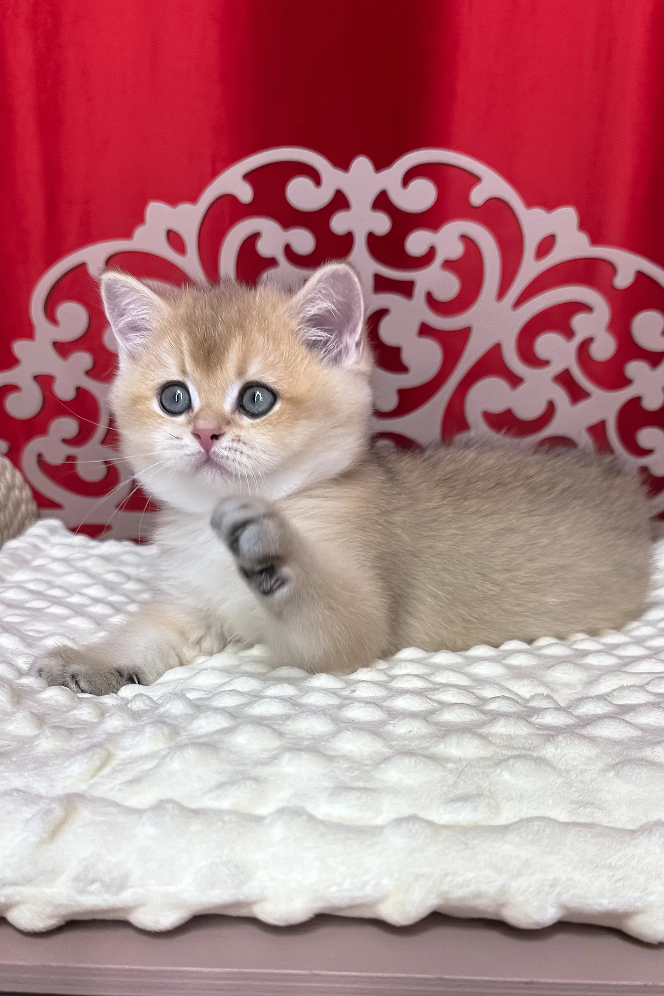 Kevin | British Shorthair Kitten - Image 5
