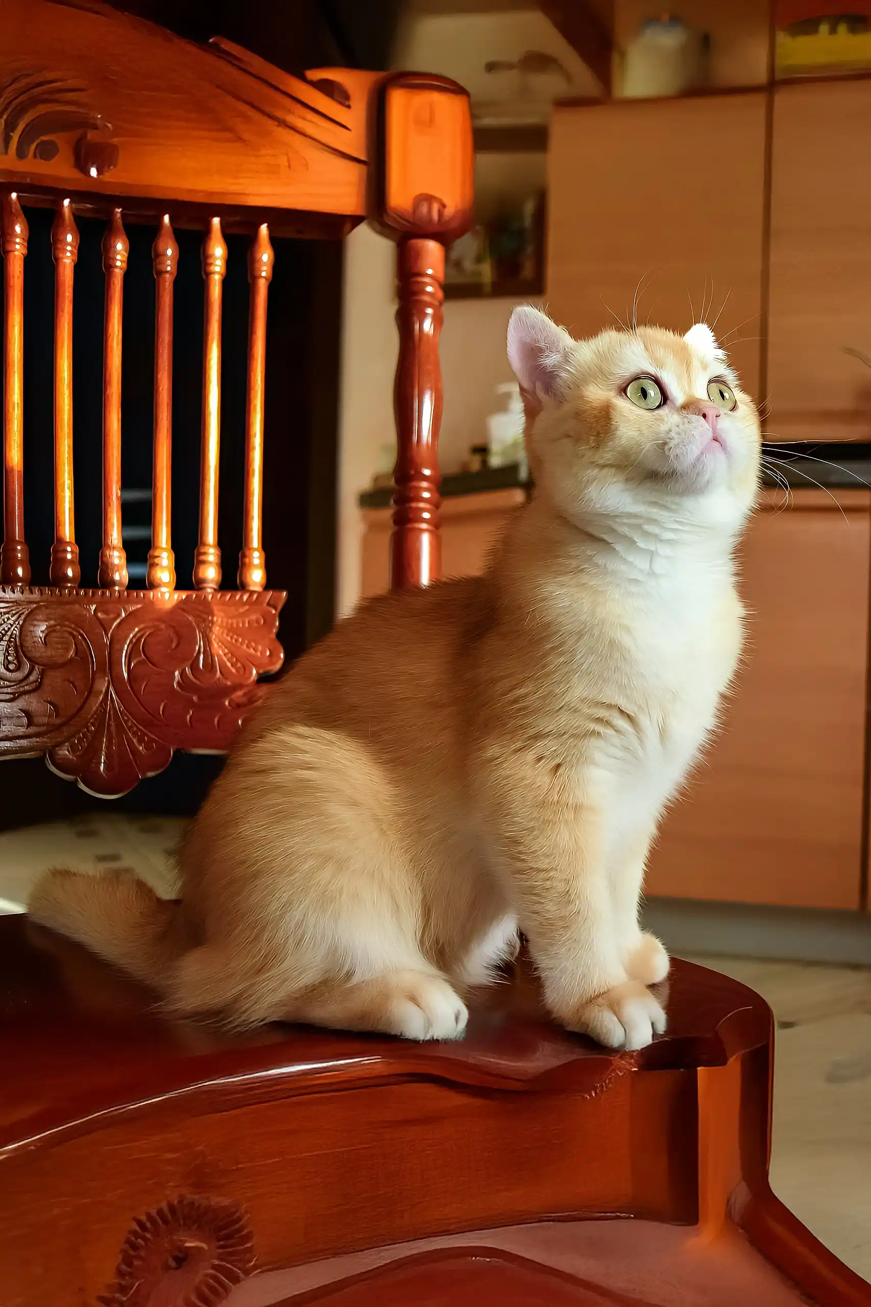 Kollin | British Shorthair Kitten - Image 3