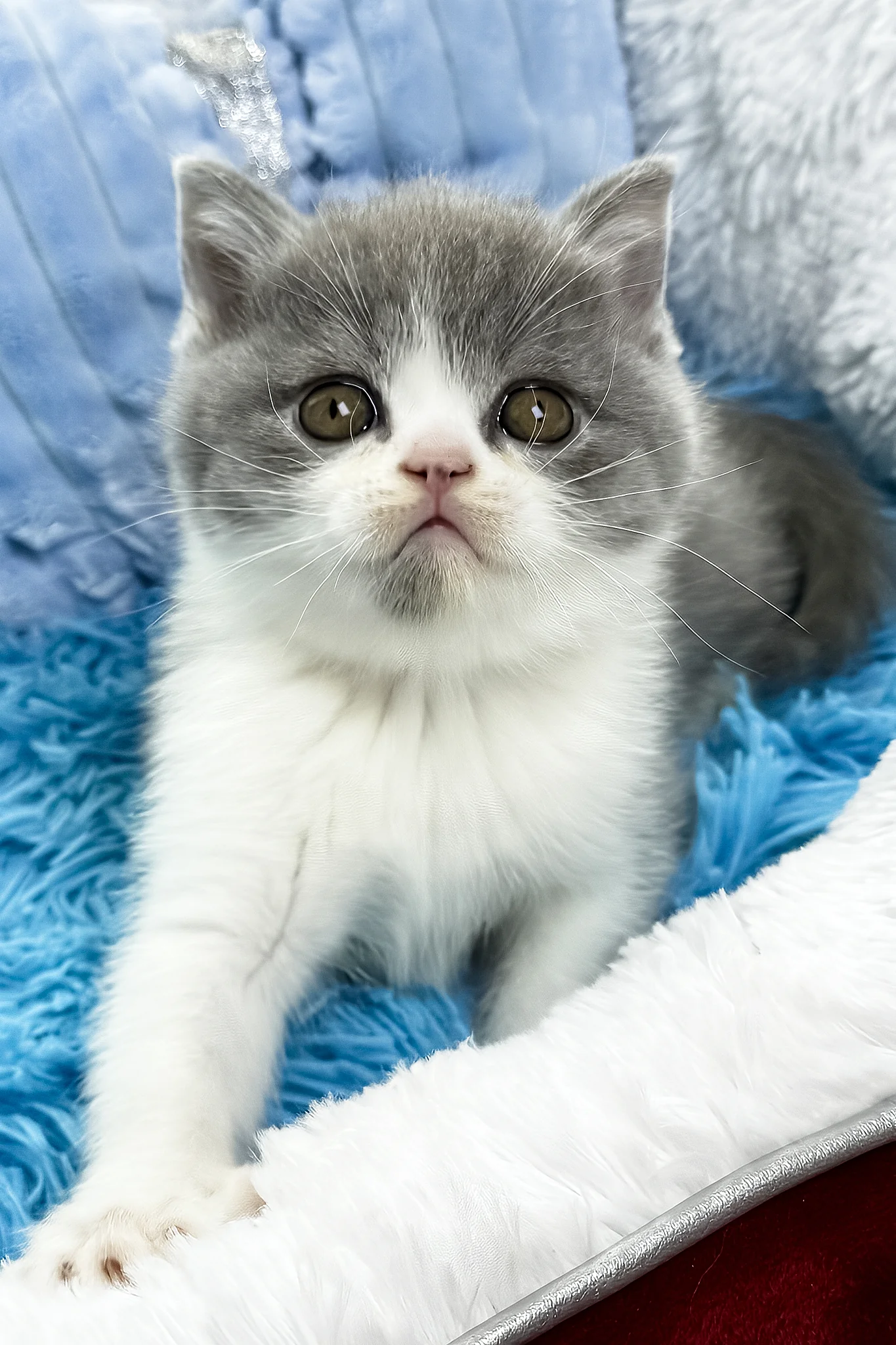 Kramer | British Shorthair Kitten - Image 3
