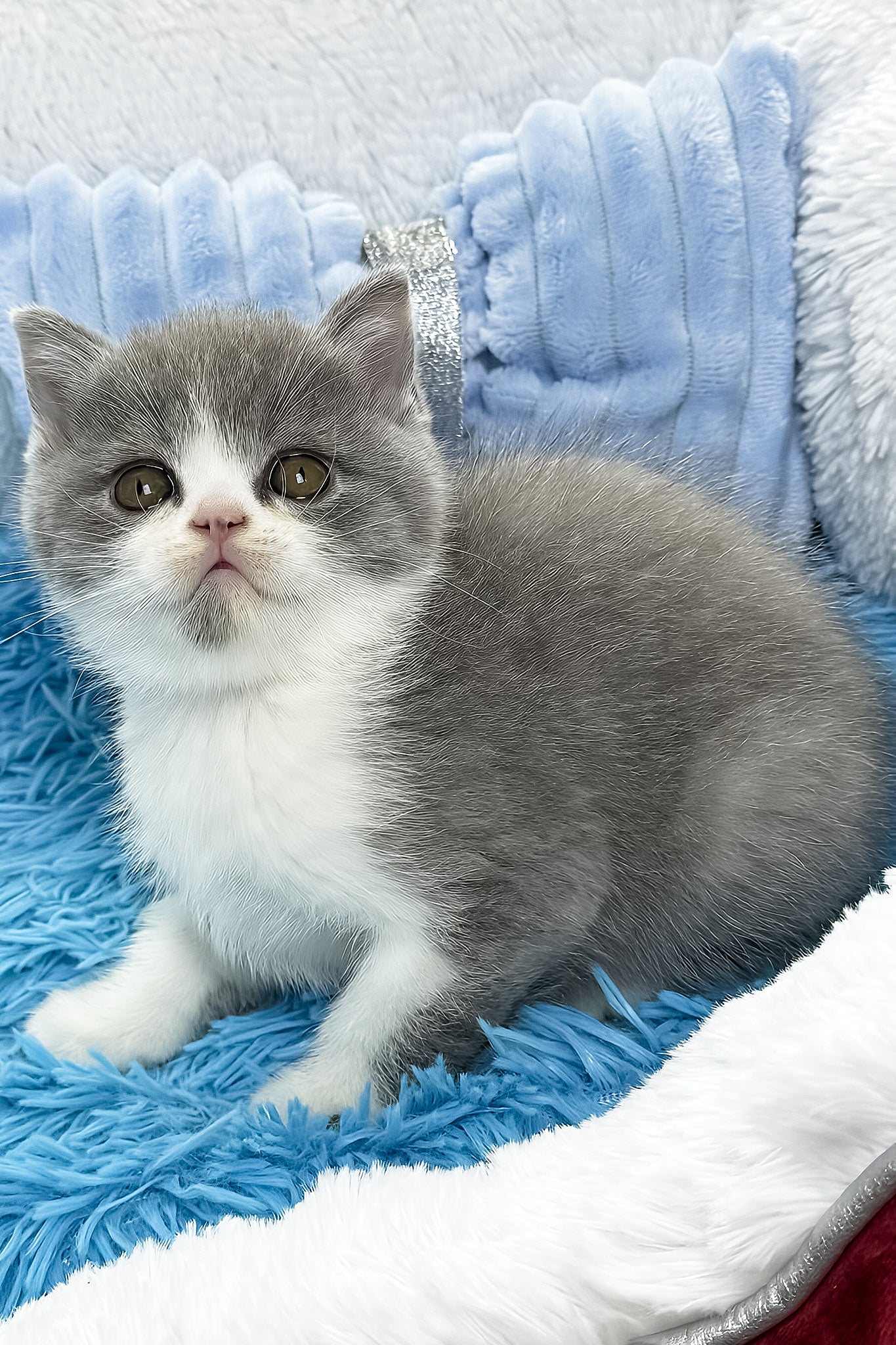 Kramer | British Shorthair Kitten - Image 4