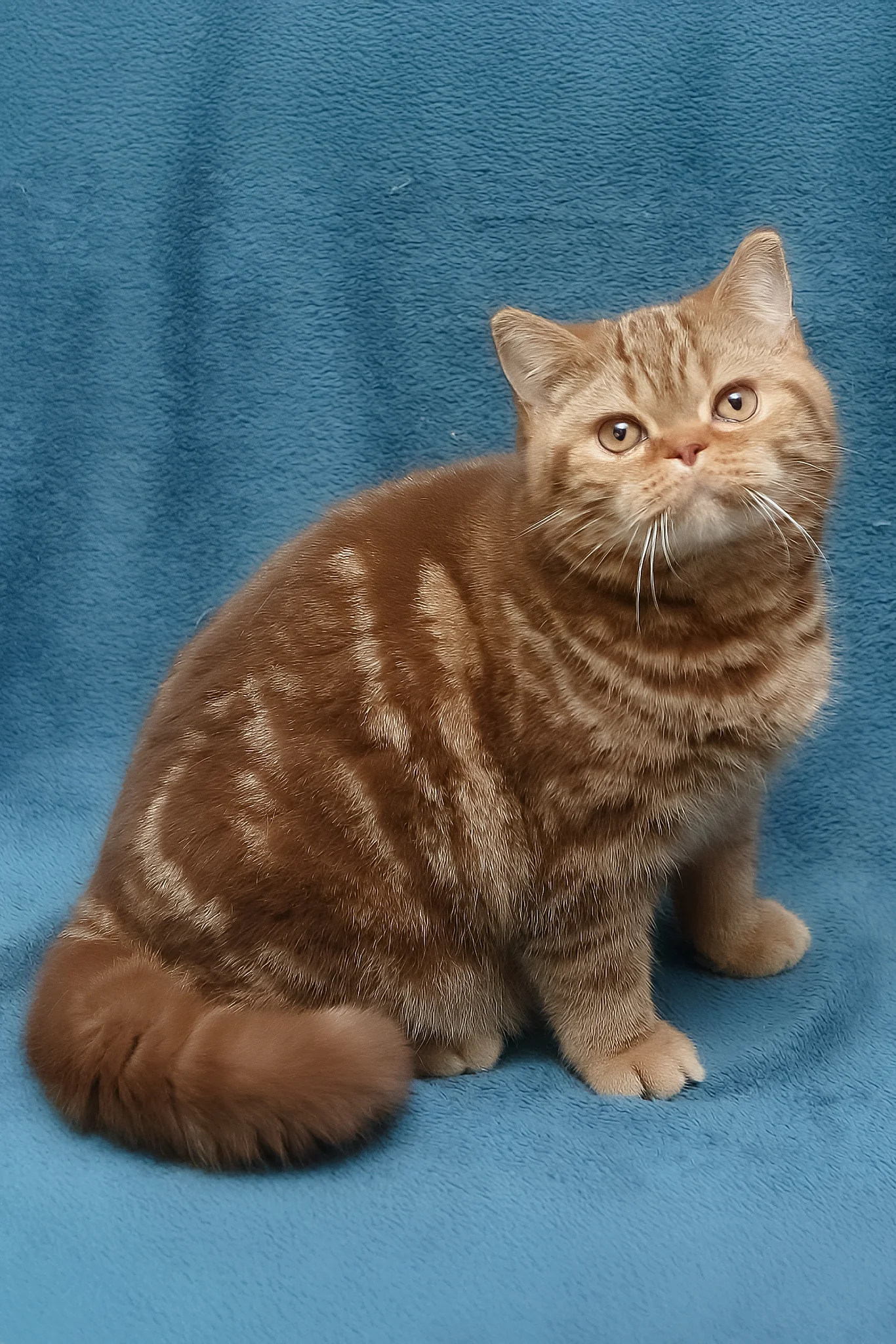 Kuzma | British Shorthair Kitten - Image 12