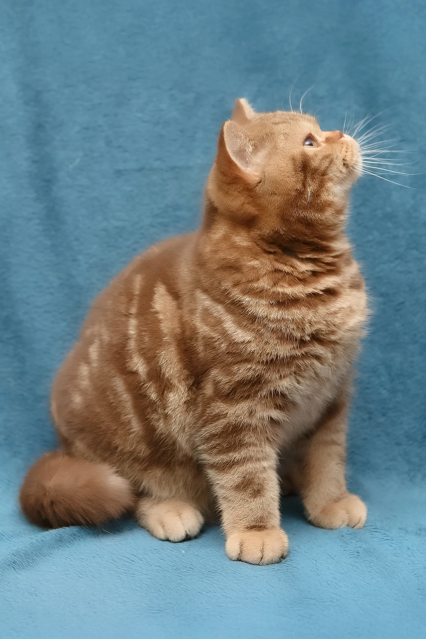 Kuzma | British Shorthair Kitten - Image 6