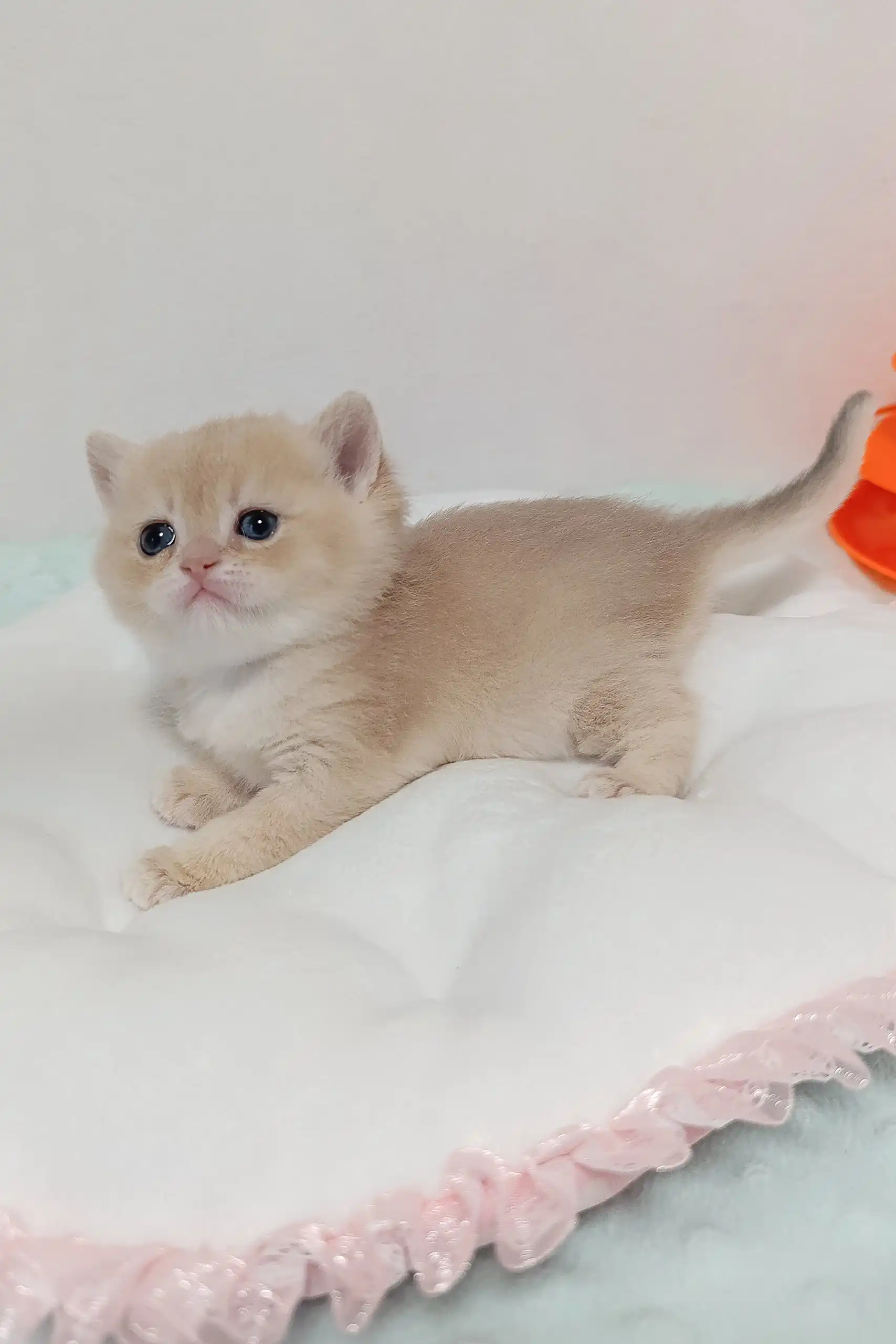 Laki | British Shorthair Kitten - Image 2