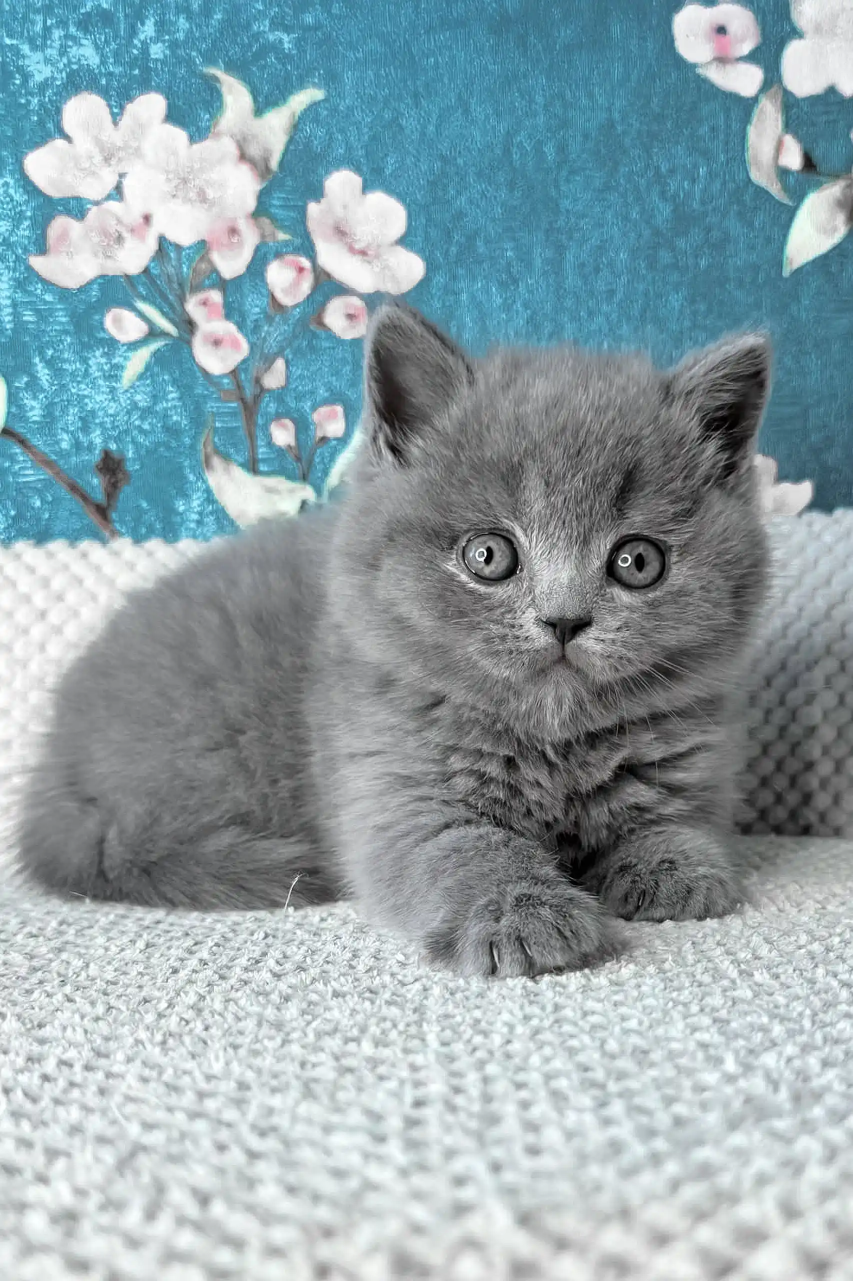 Leo | British Shorthair Kitten - Image 5