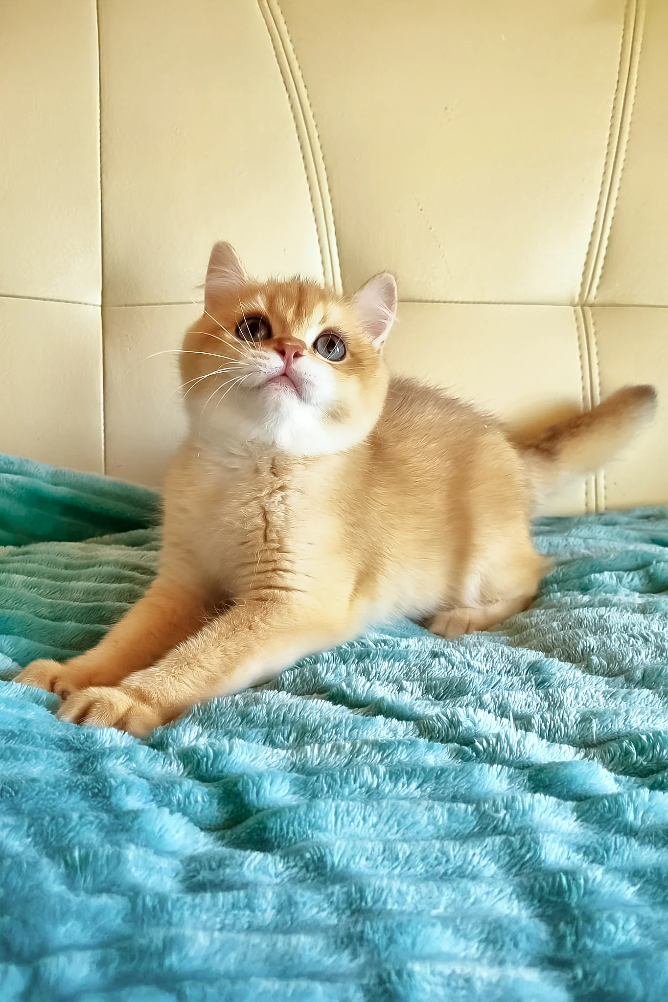 Leo | British Shorthair Kitten - Image 2
