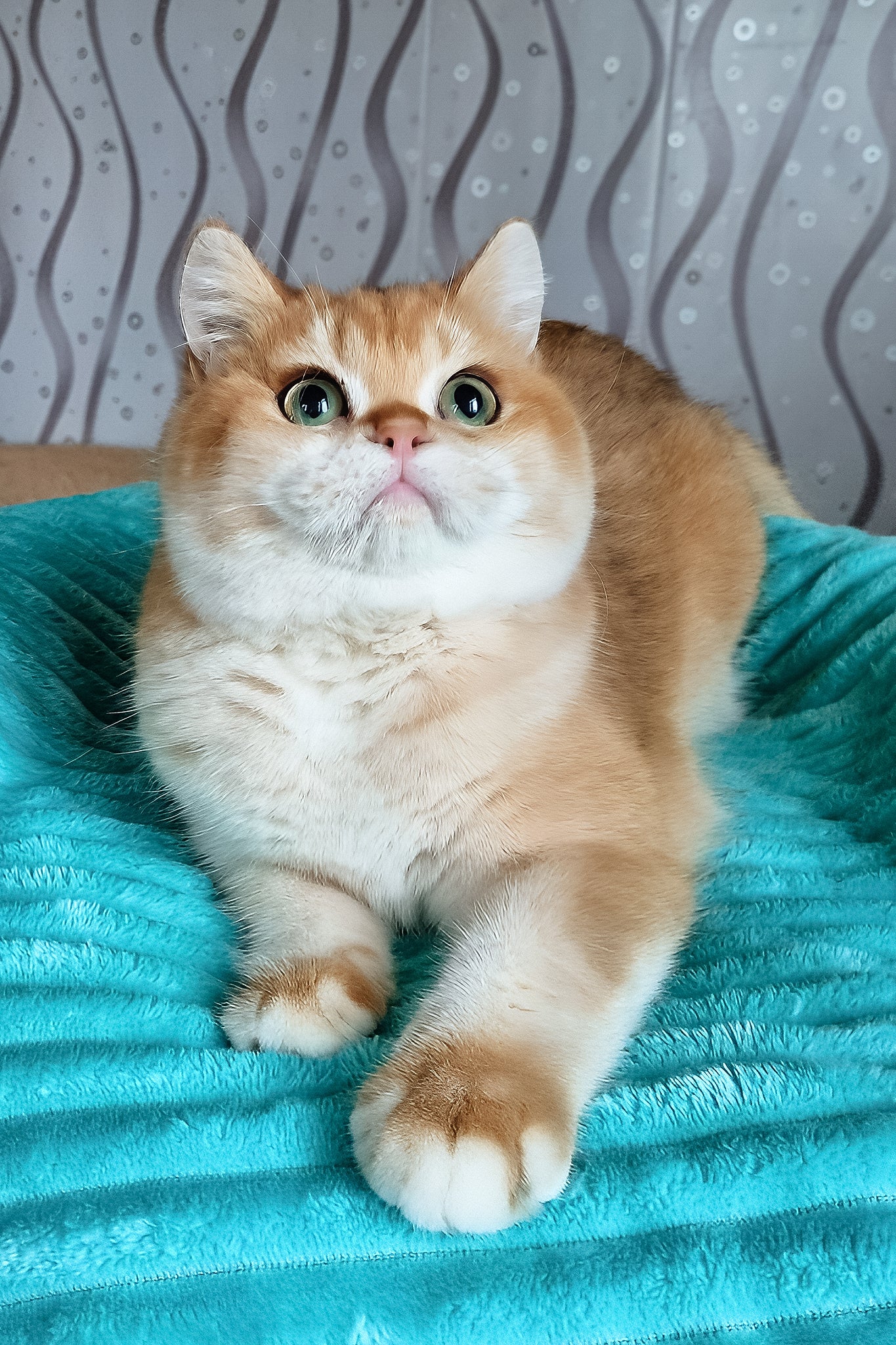 Lev | British Shorthair Kitten - Image 2