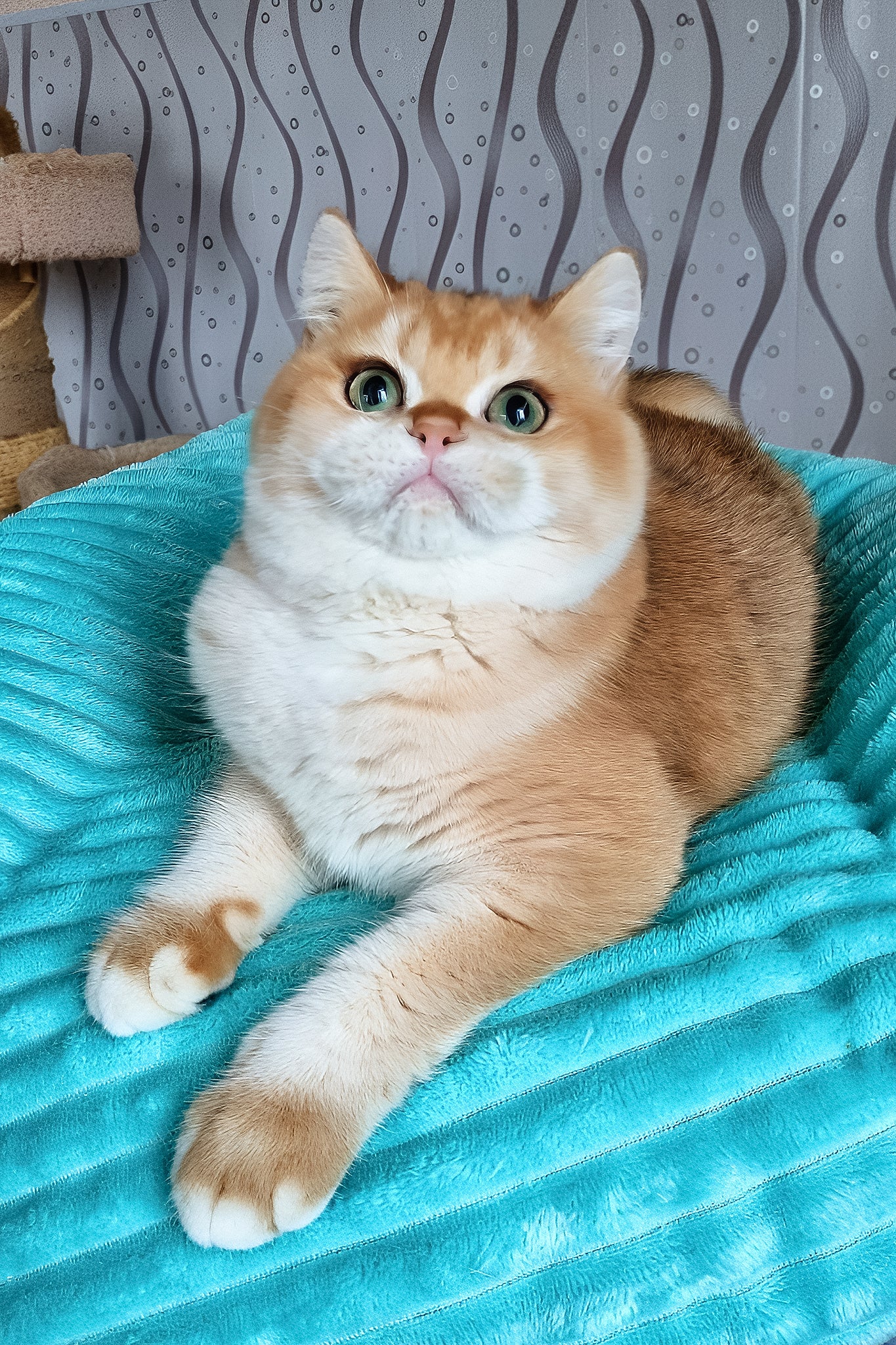 Lev | British Shorthair Kitten - Image 5