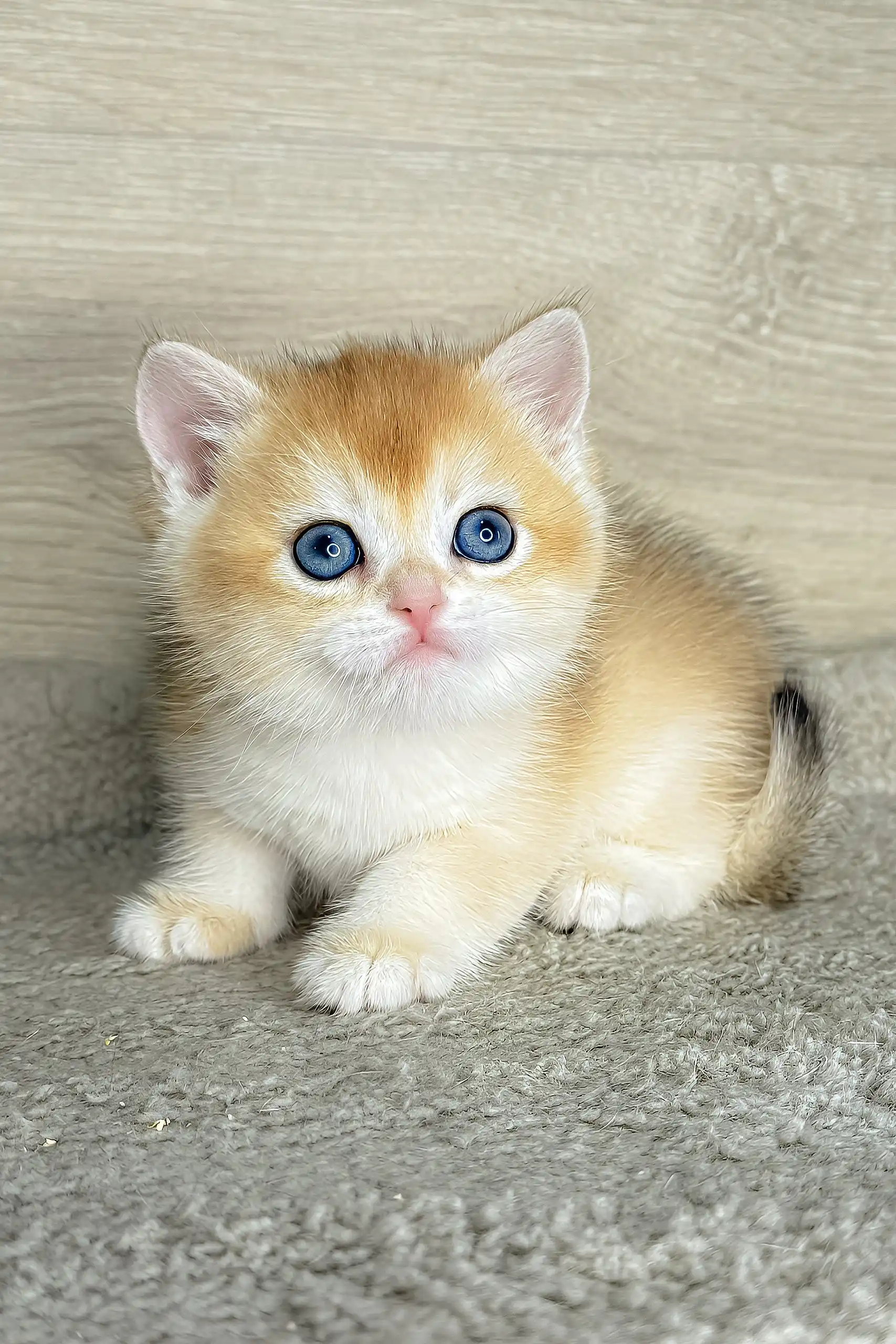 Lider | British Shorthair Kitten - Image 4