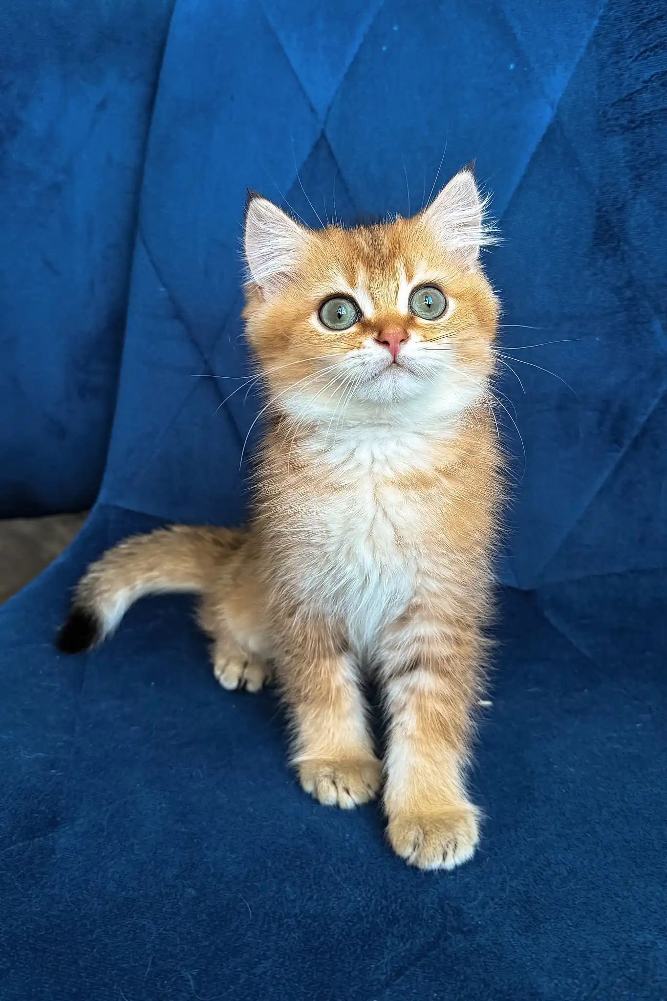 Louis | British Shorthair Kitten - Image 6