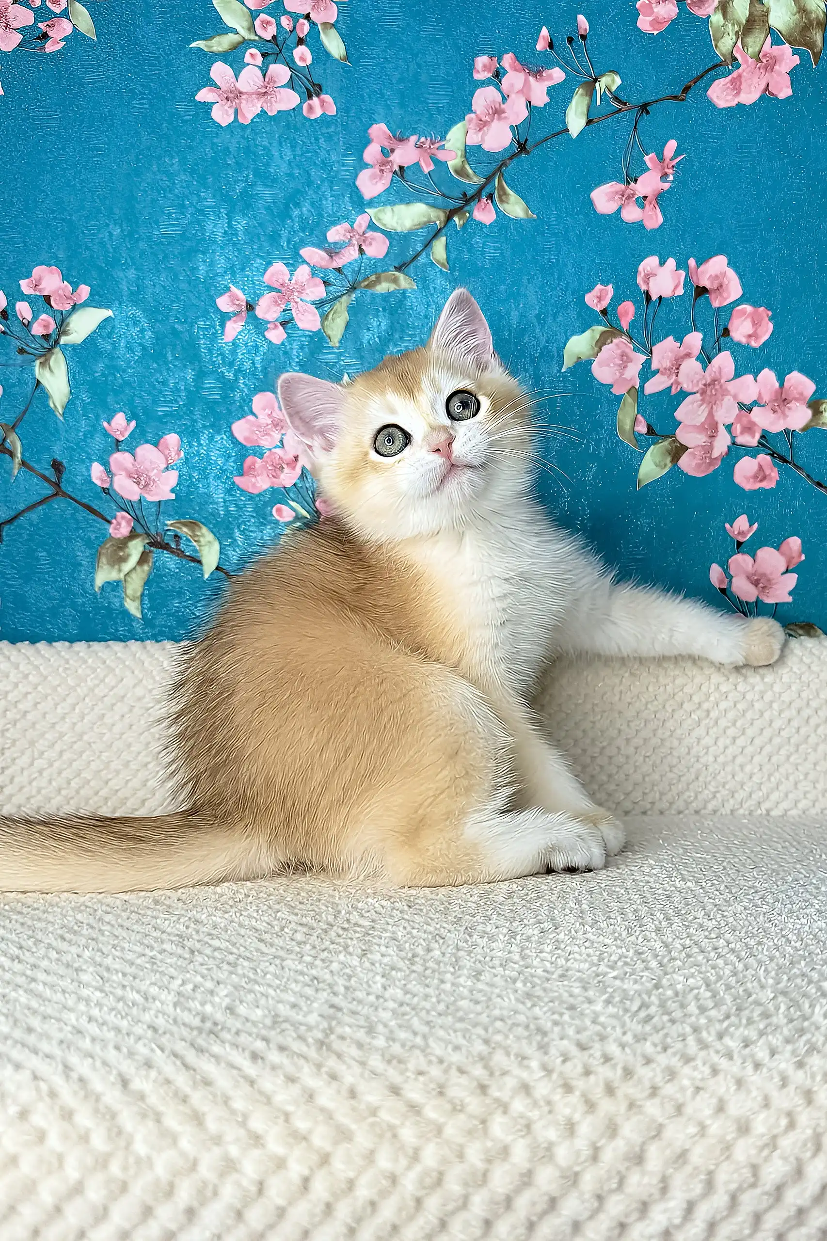 Lucky | British Shorthair Kitten - Image 4