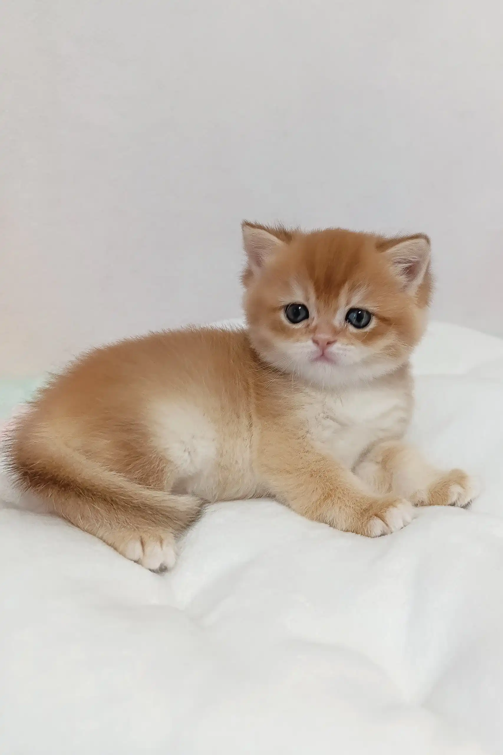 Lukas | British Shorthair Kitten - Image 2