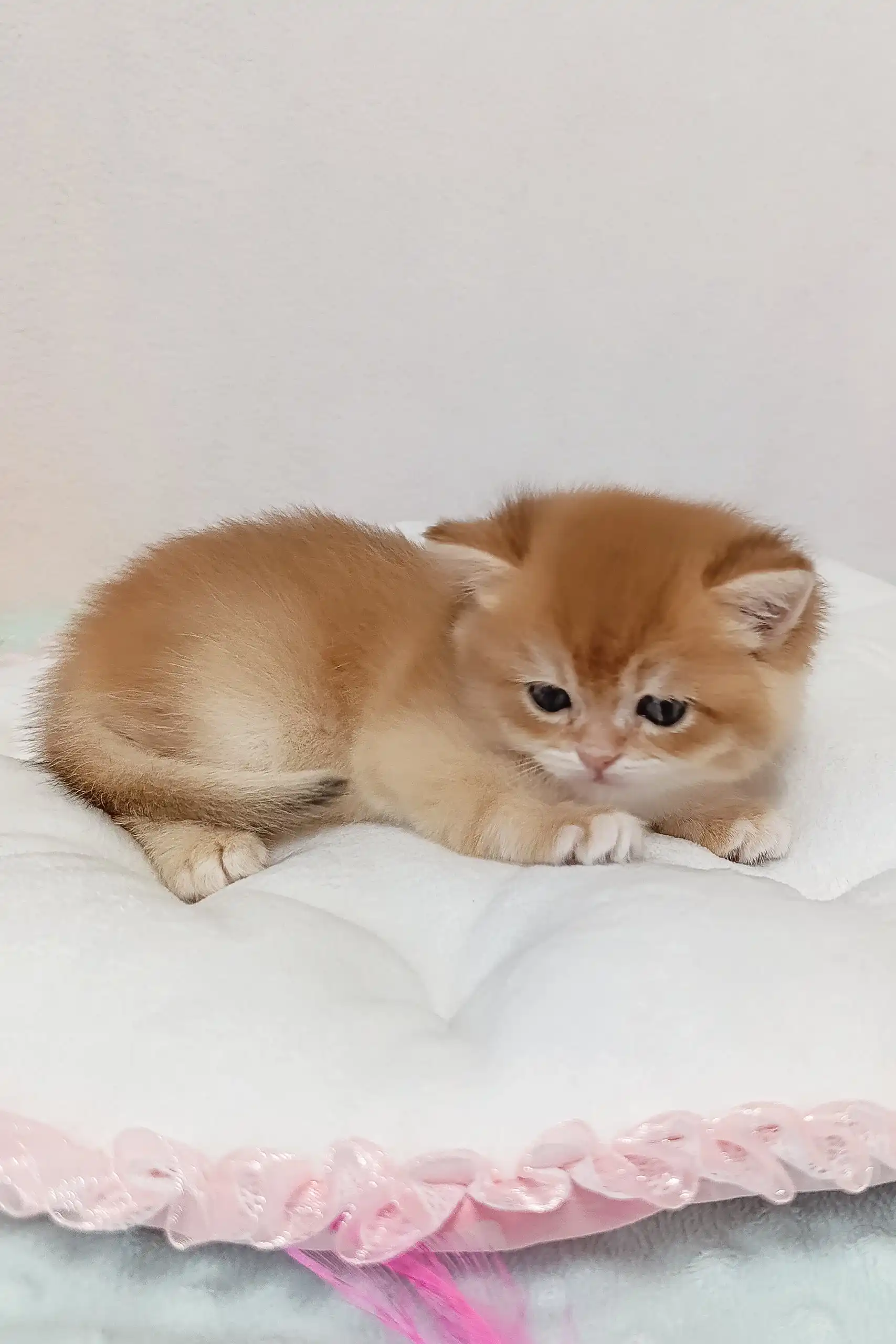 Lukas | British Shorthair Kitten - Image 3