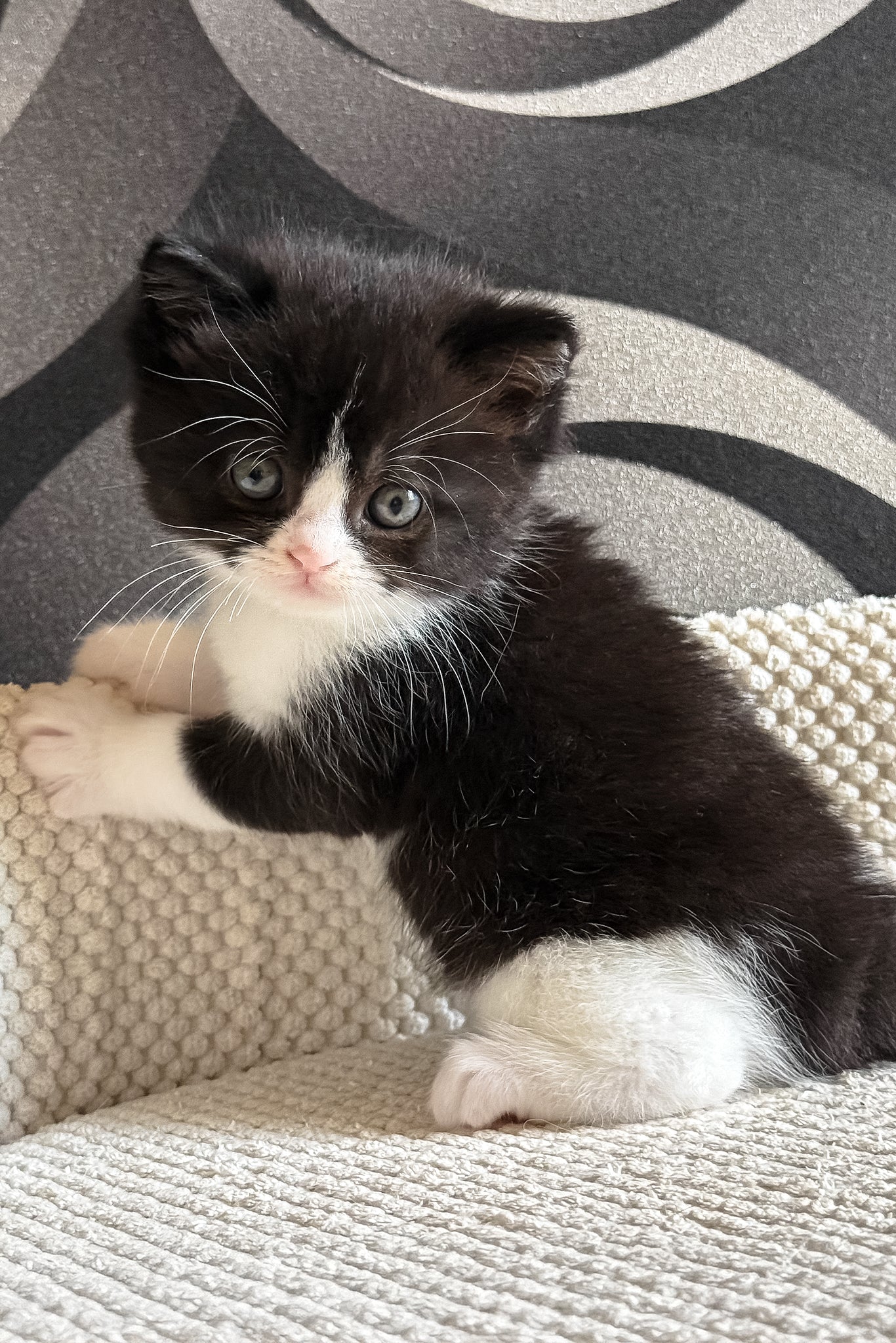 Luntik | British Shorthair Kitten - Image 3