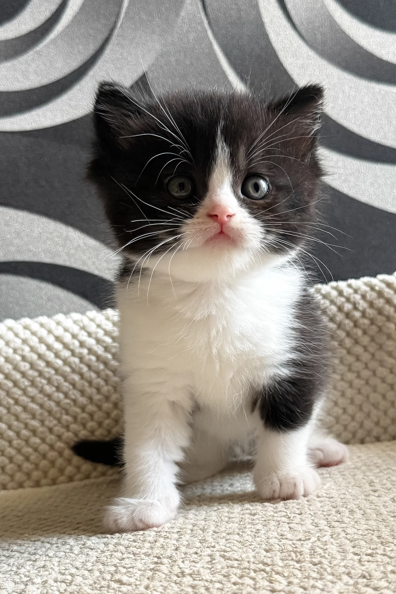 Luntik | British Shorthair Kitten - Image 7