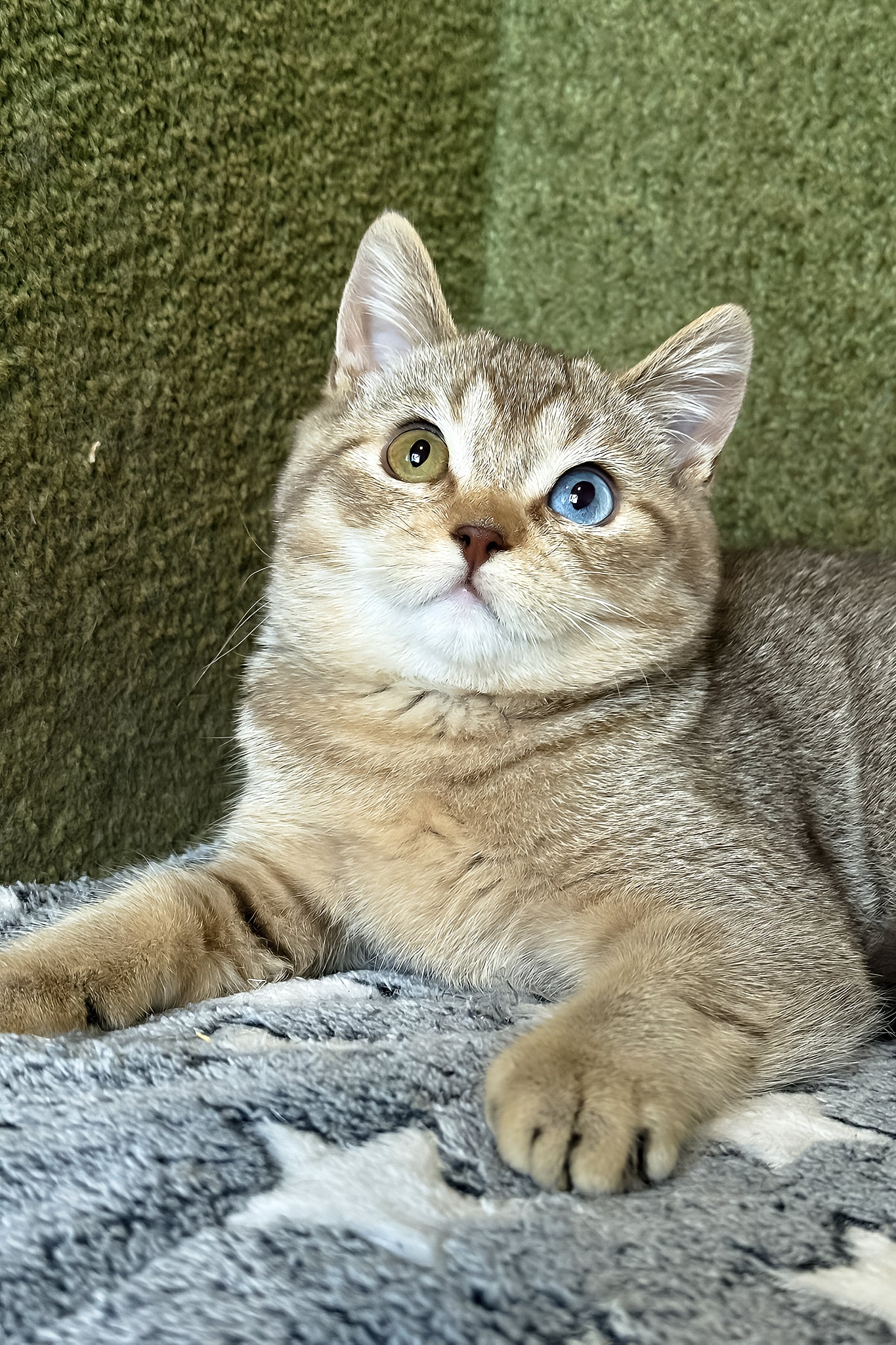 Lux | British Shorthair Kitten - Image 3