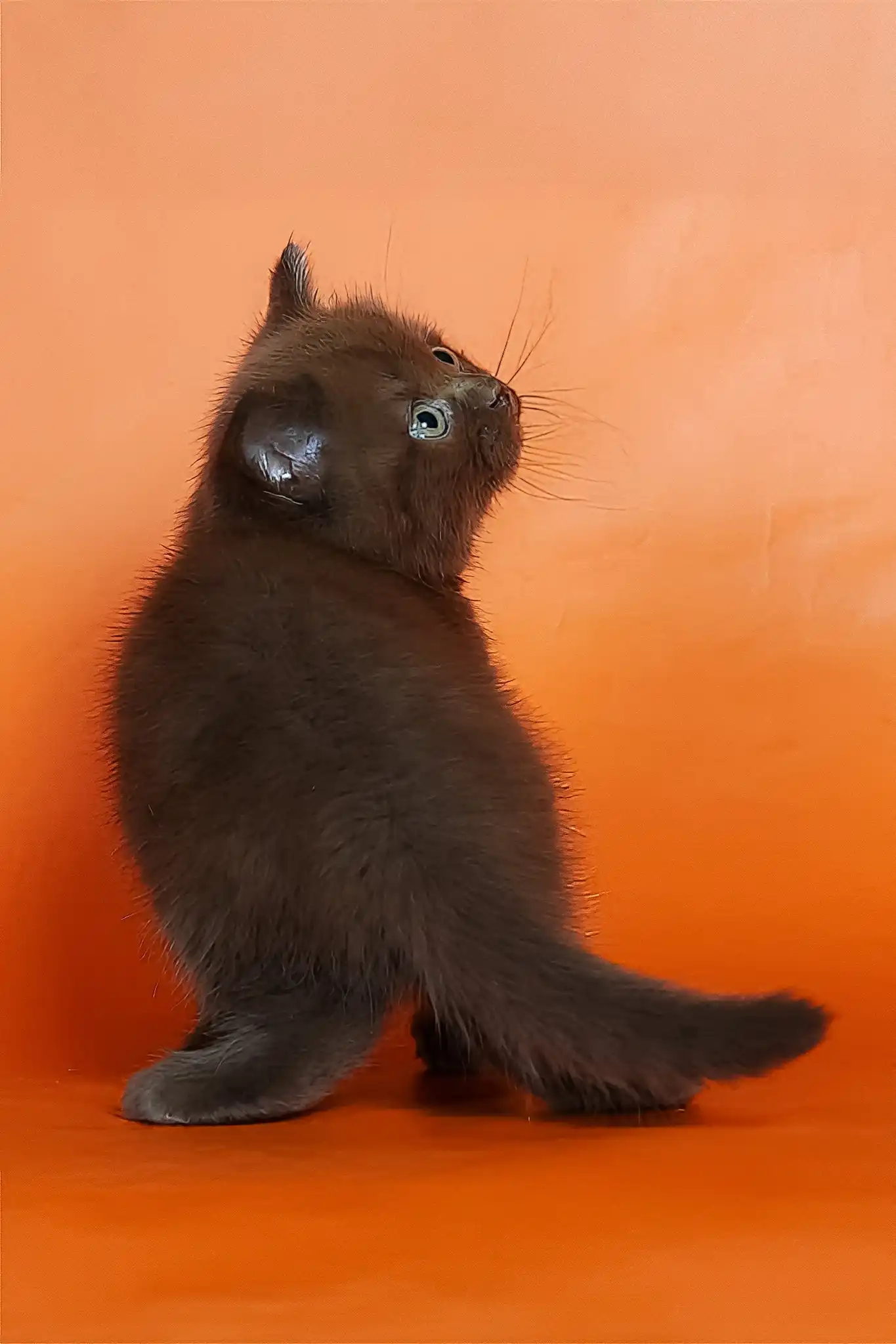 Magnus | British Shorthair Kitten - Image 2