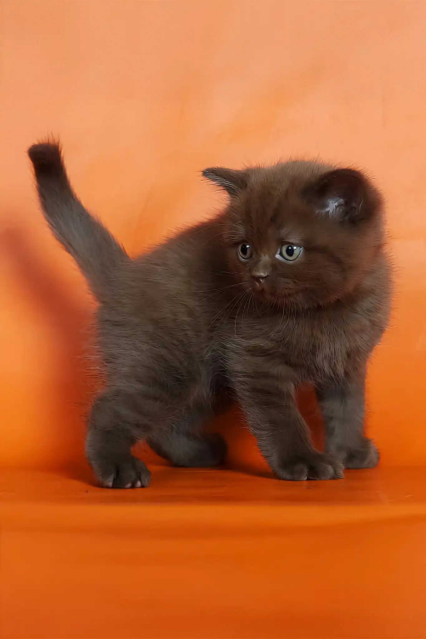 Magnus | British Shorthair Kitten - Image 4