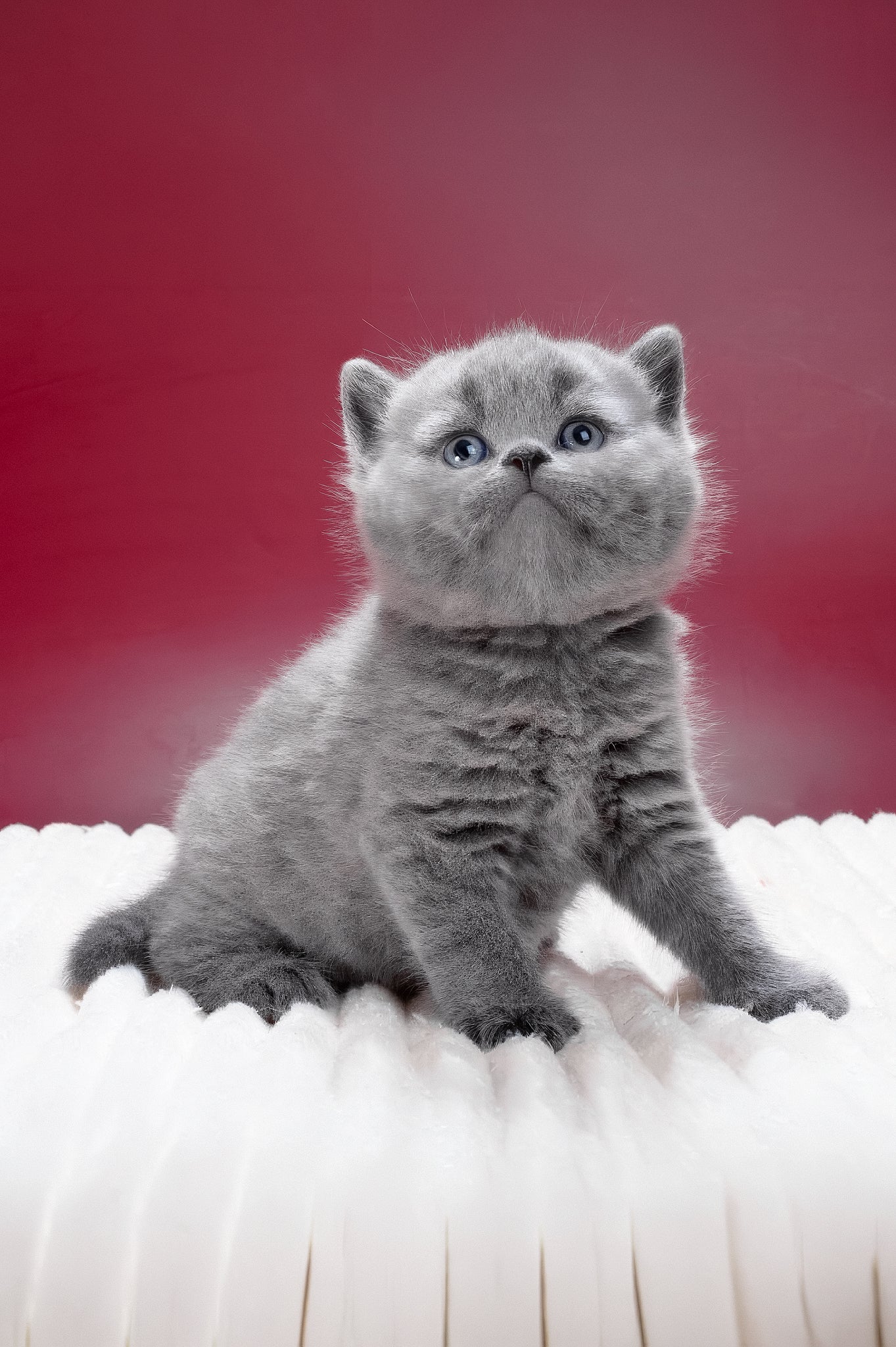Magnus | British Shorthair Kitten - Image 7