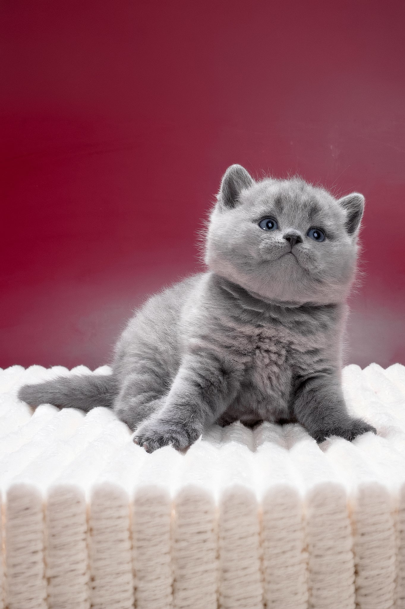 Magnus | British Shorthair Kitten - Image 8