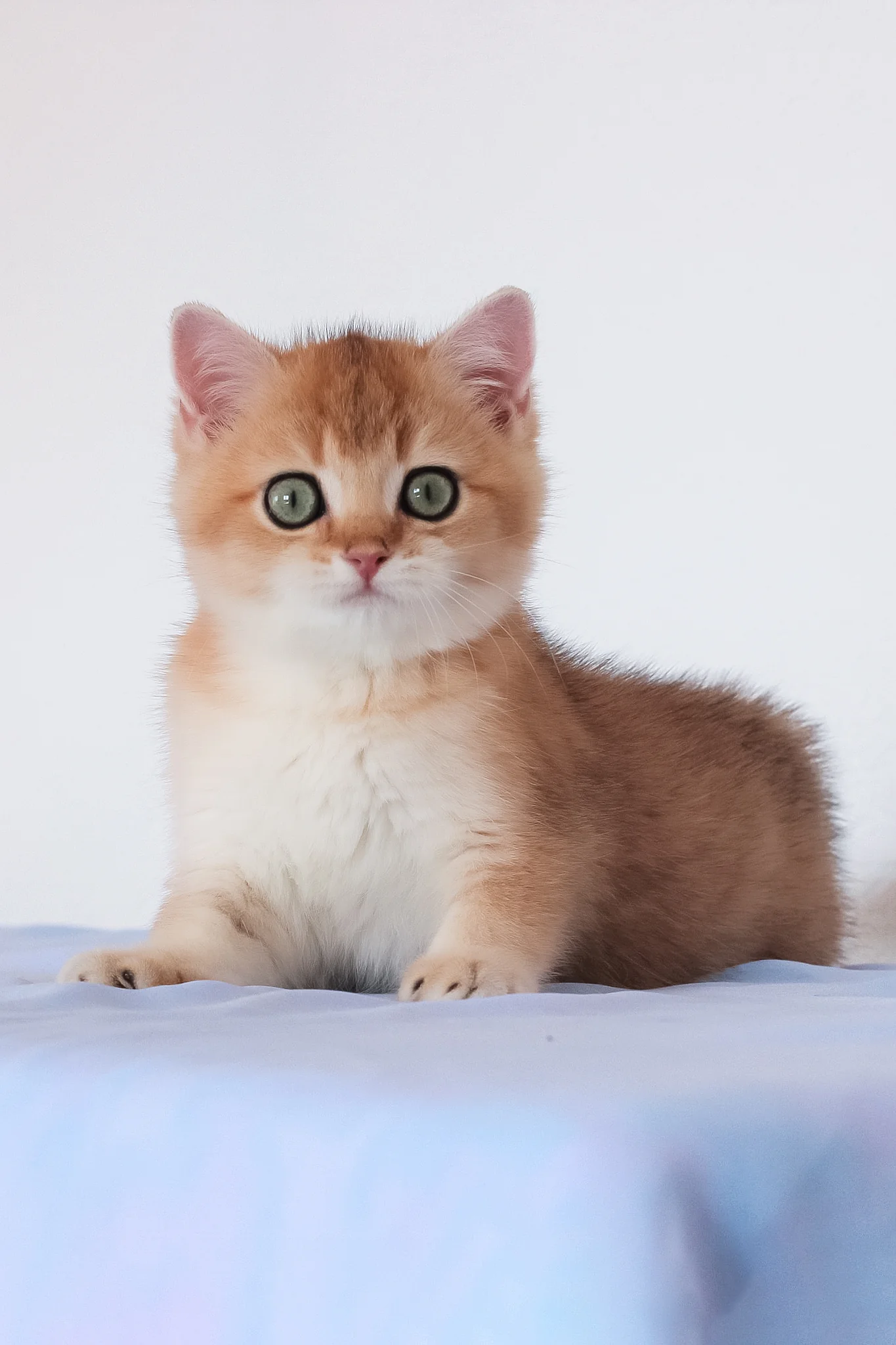 Maks | British Shorthair Kitten - Image 5