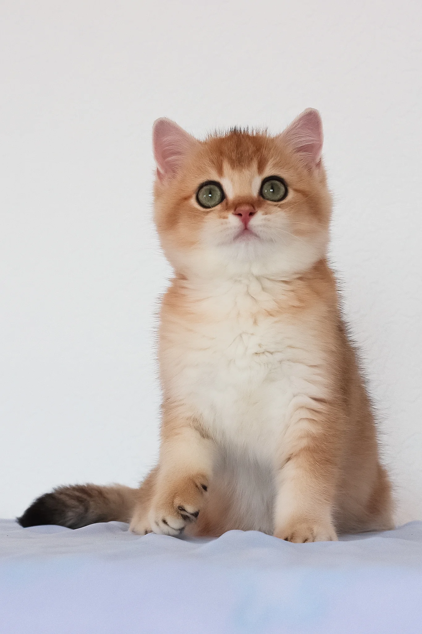 Maks | British Shorthair Kitten - Image 6