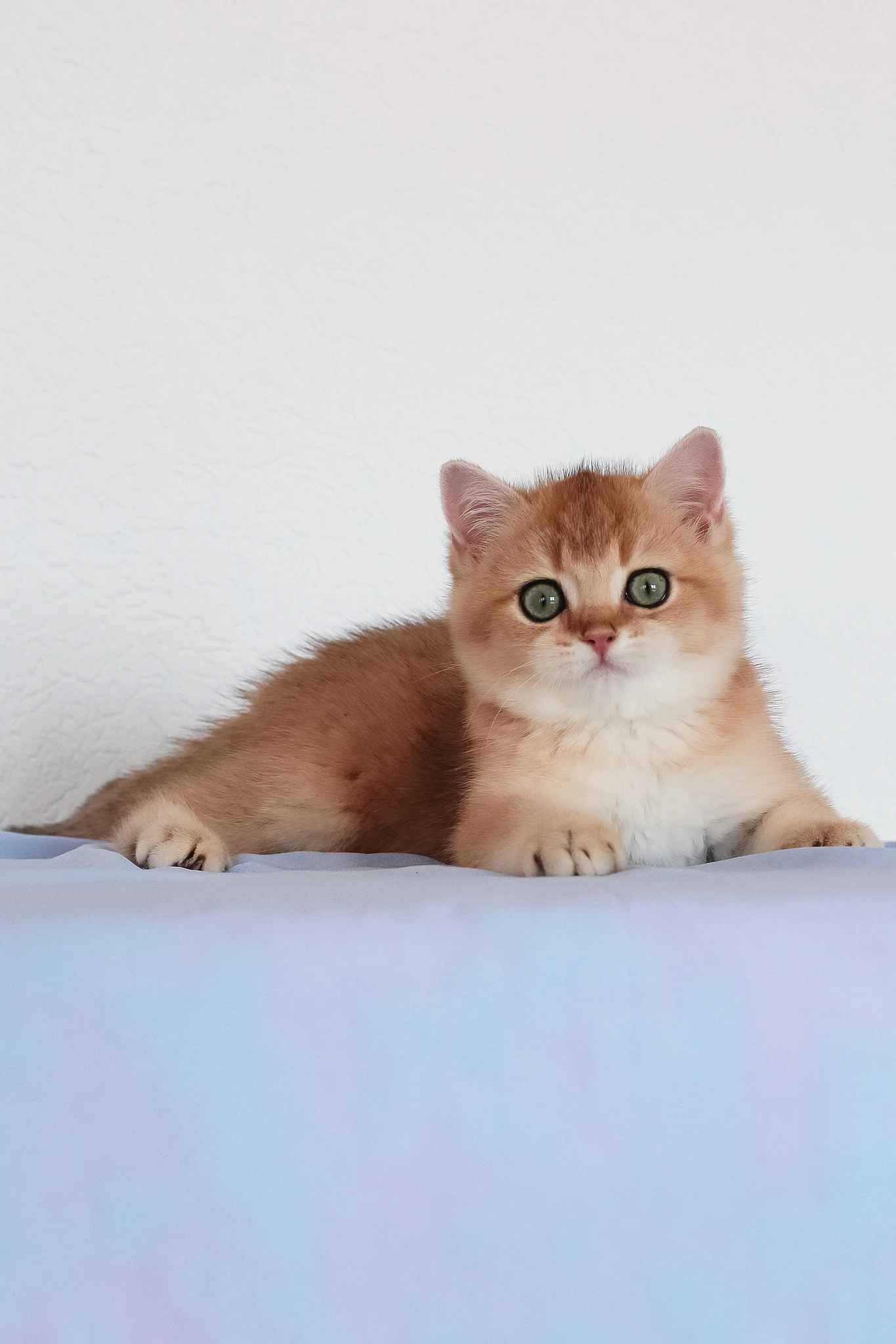 Maks | British Shorthair Kitten - Image 7