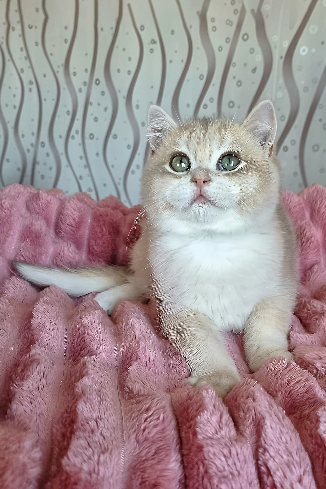 Nails | British Shorthair Kitten - Image 6