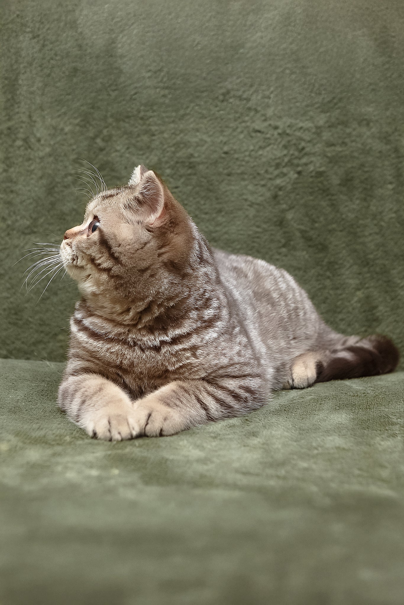 Nalim | British Shorthair Kitten - Image 6