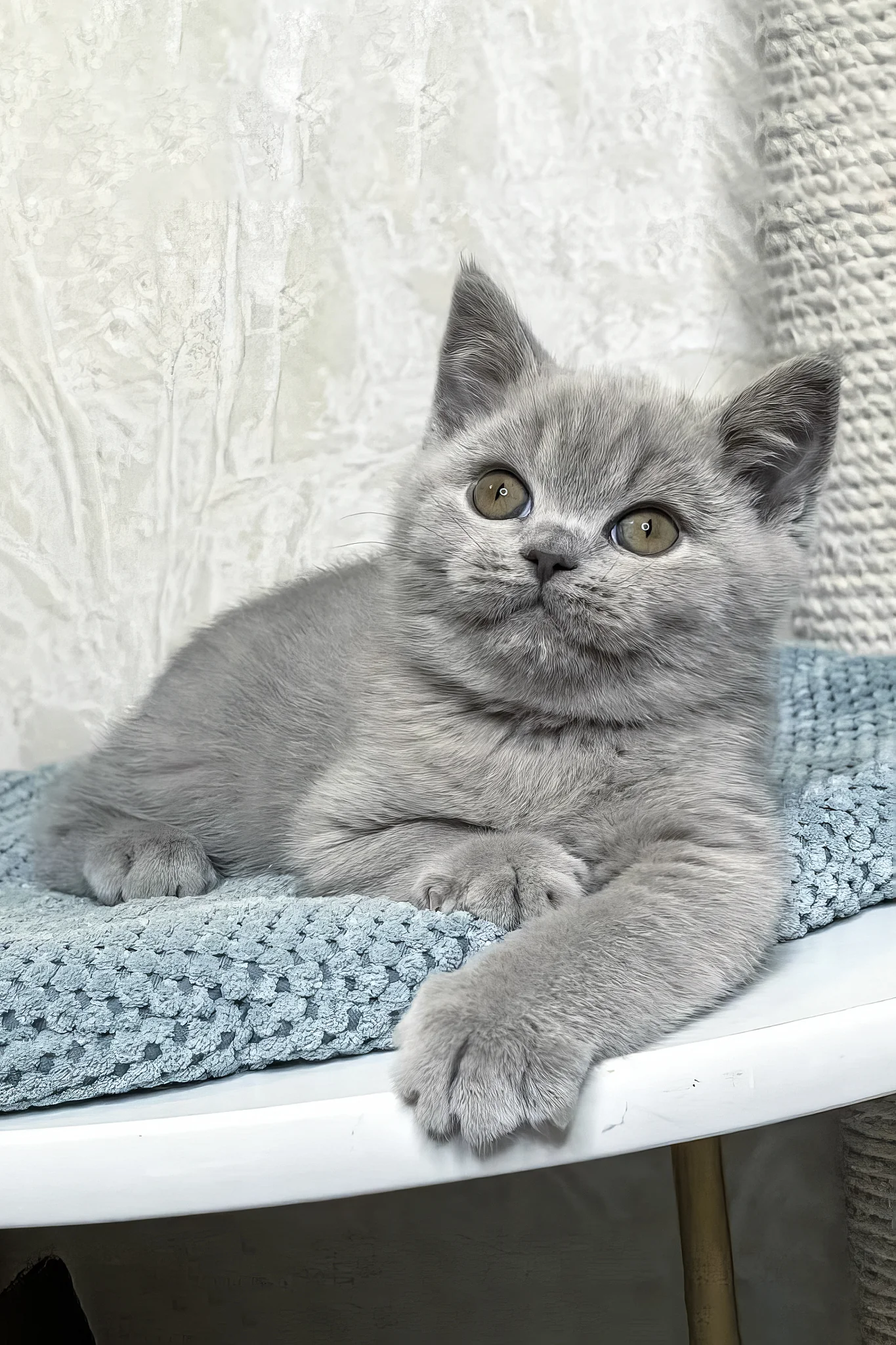 Nuts | British Shorthair Kitten - Image 4