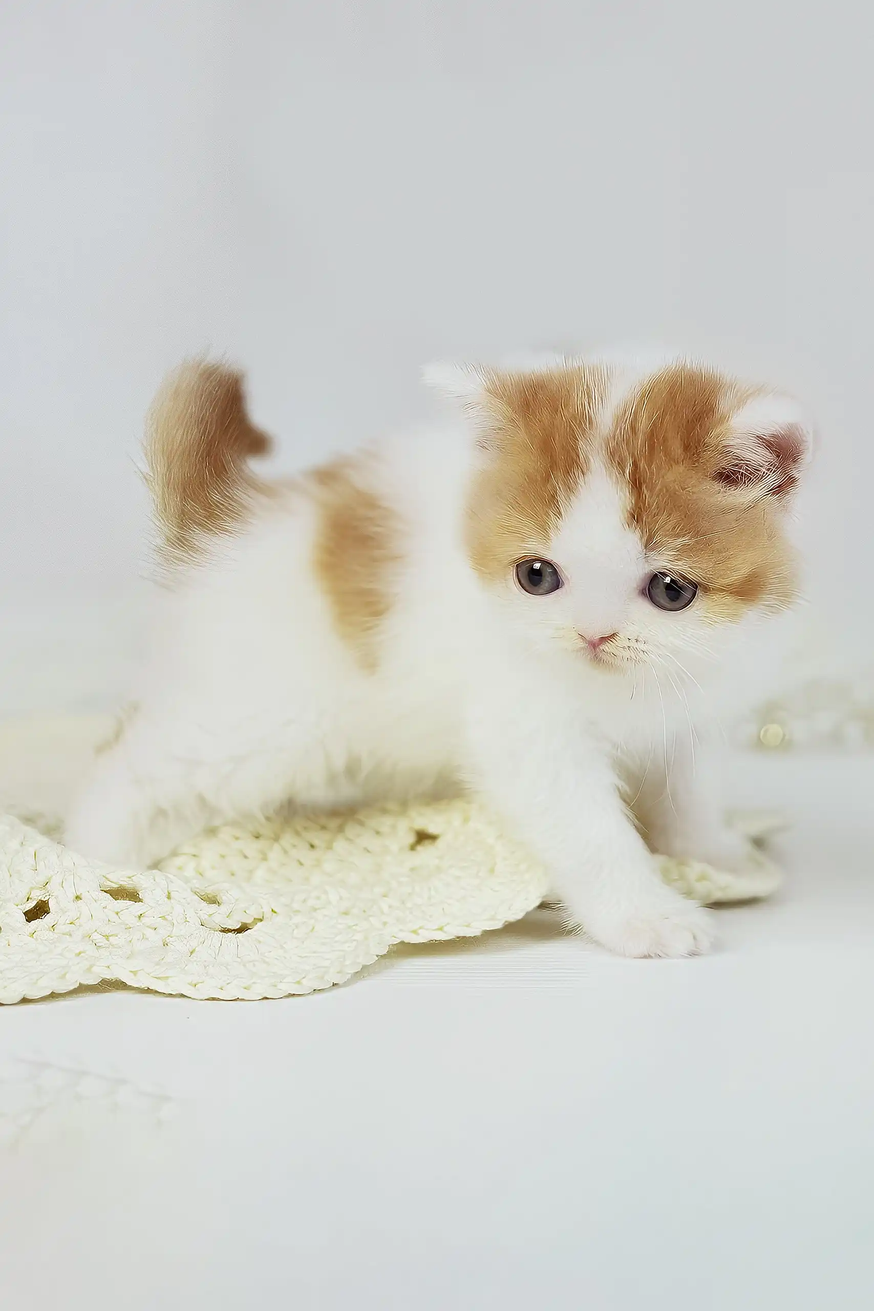 Onand | British Shorthair Kitten - Image 2
